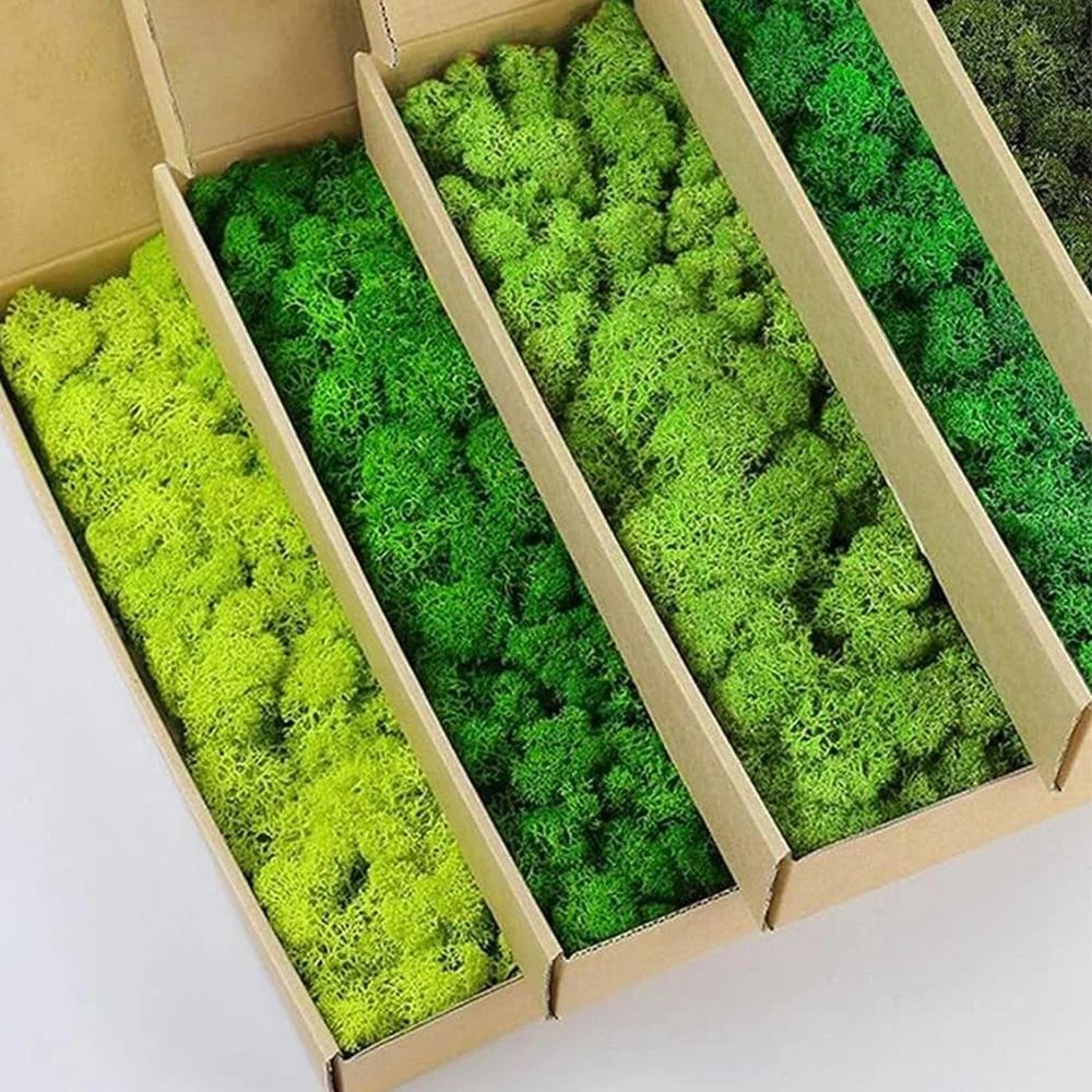 artificial green plants fake grass & eternal life moss for mini landscape diy crafts