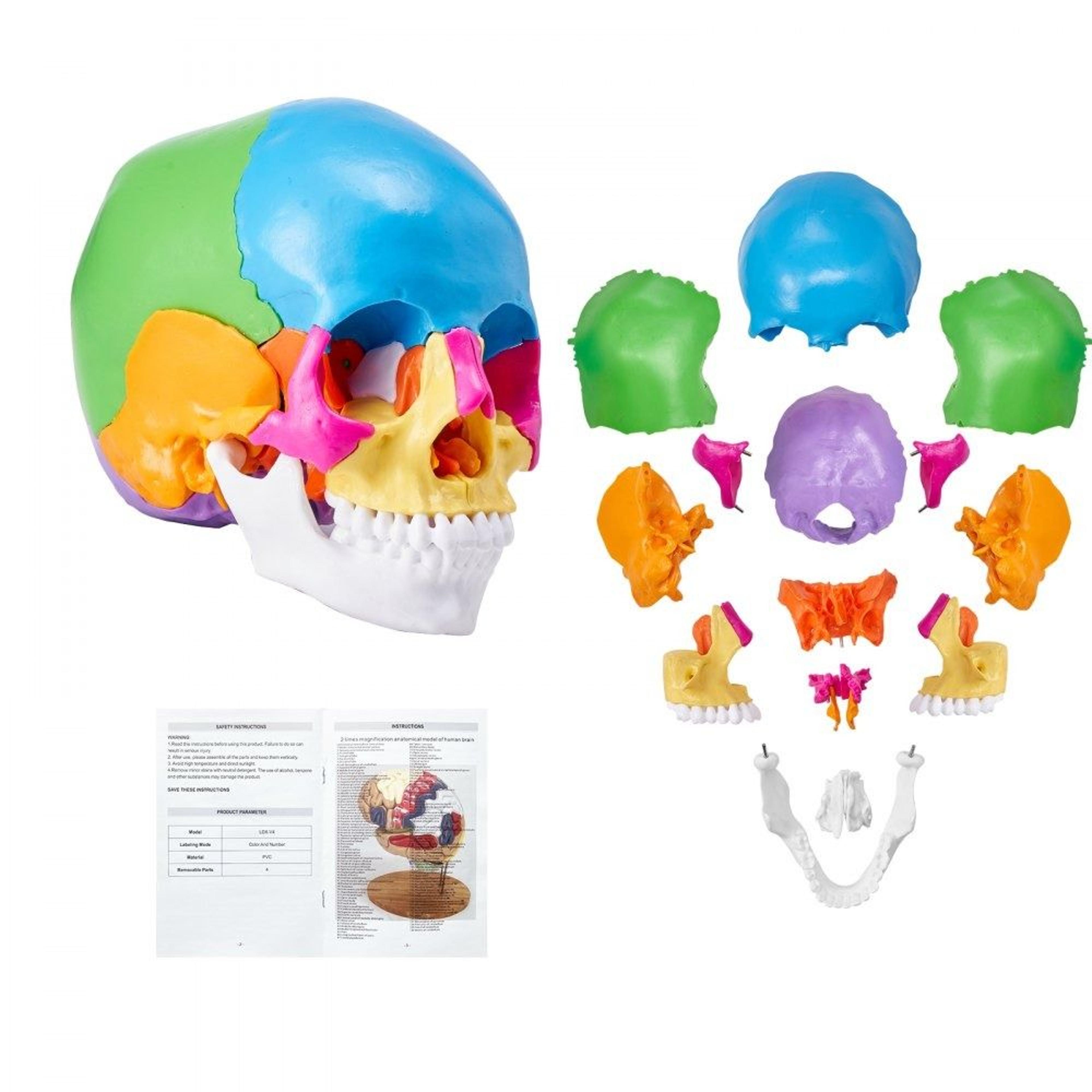 22 part human skull anatomy model life size detachable medical teaching skull