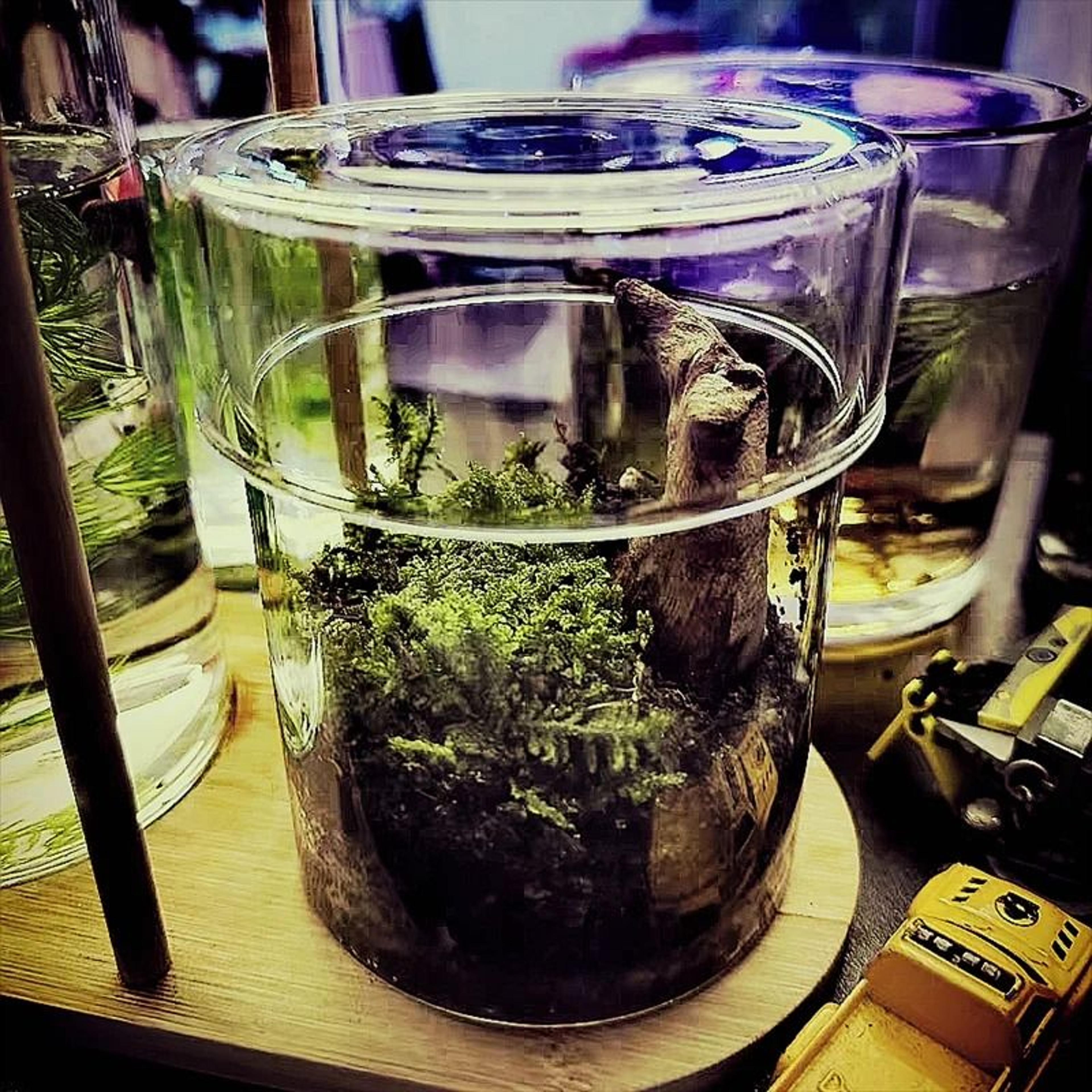 glass terrarium moss bottle with lid