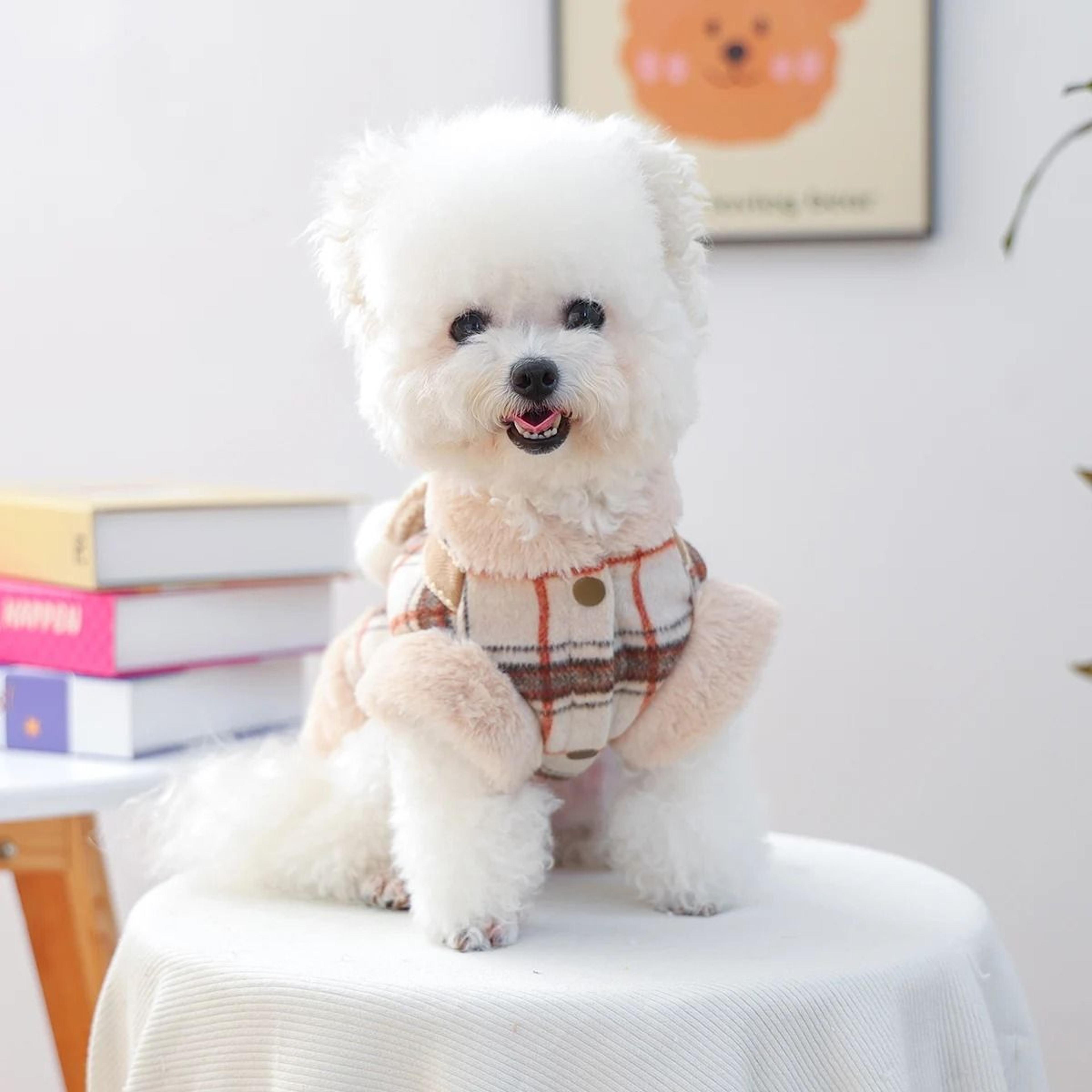 cozy bow decorative pet jacket for autumn and winter warmth