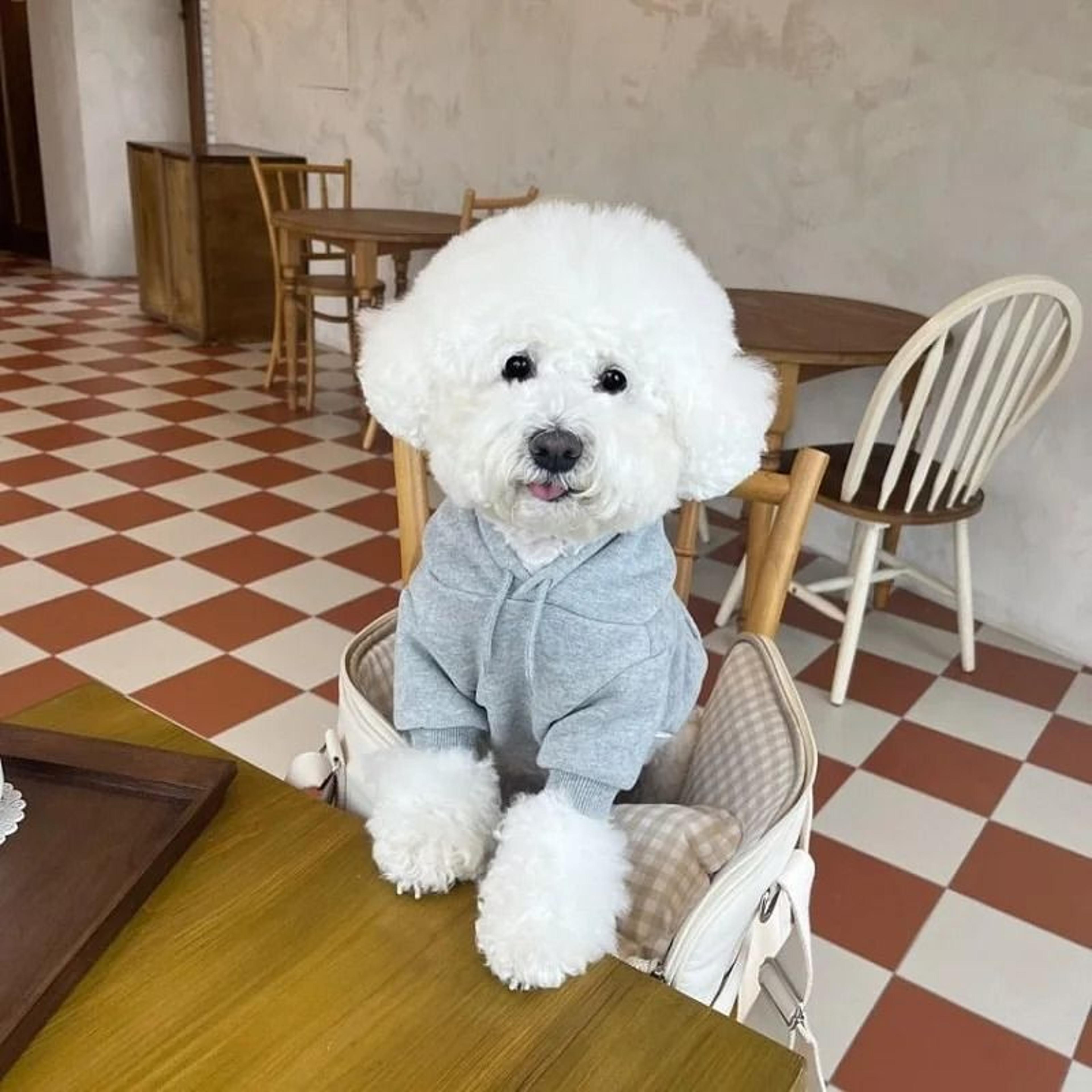 winter plush hoodie for dogs warm cozy fashion hoodie for cold weather