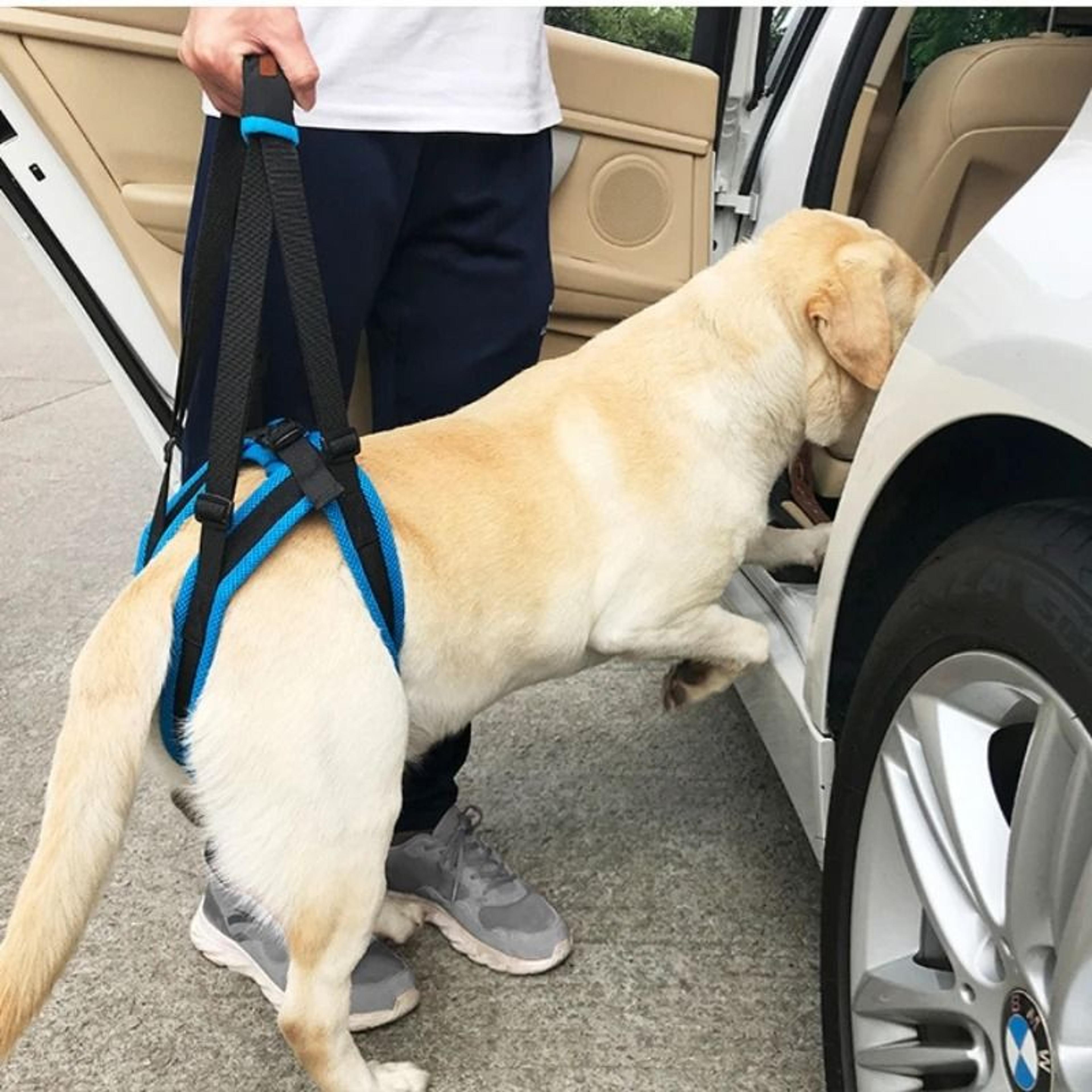 adjustable assist dog lift harness