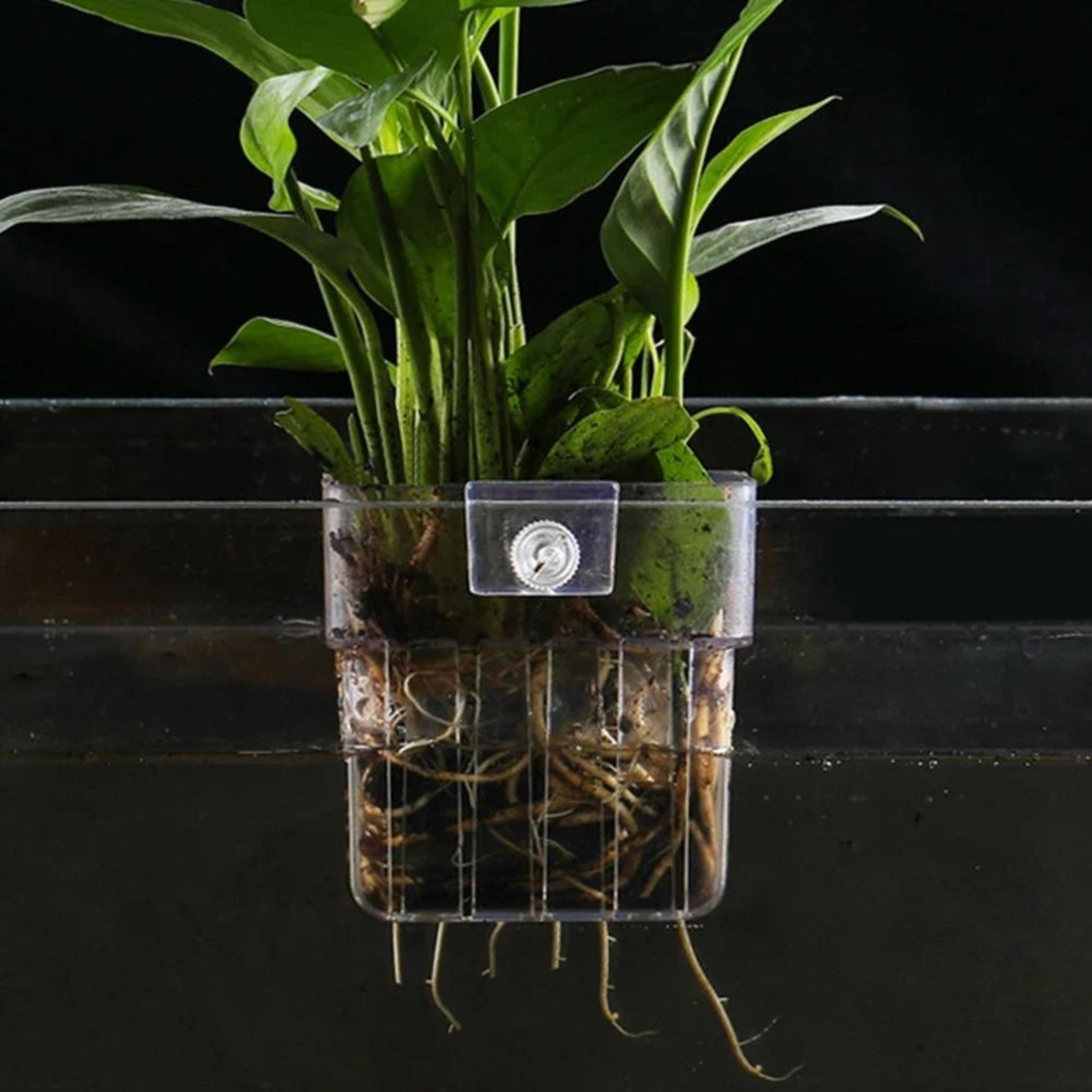 high clarity aquatic plant suspension basket