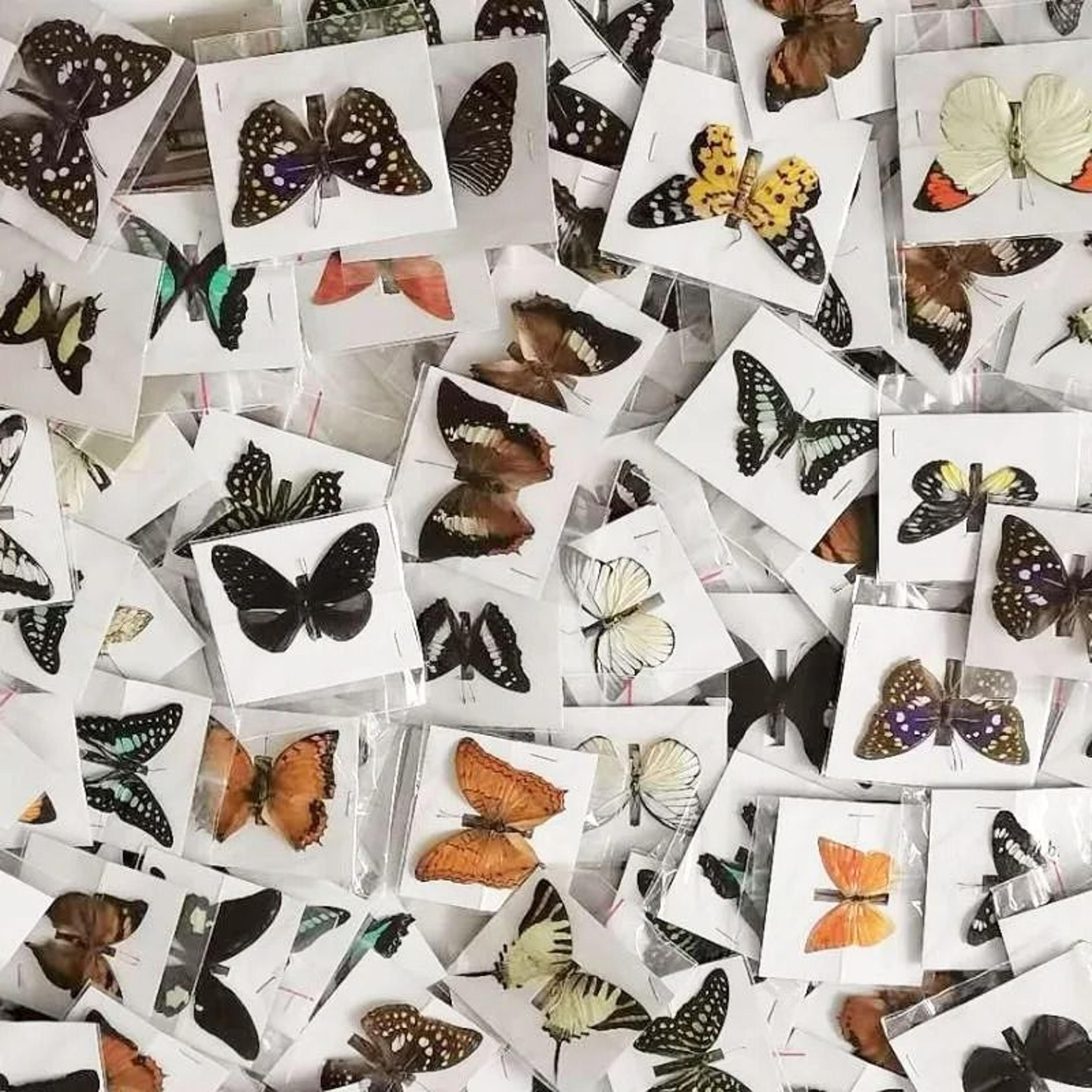natural architectural real butterfly specimen collection