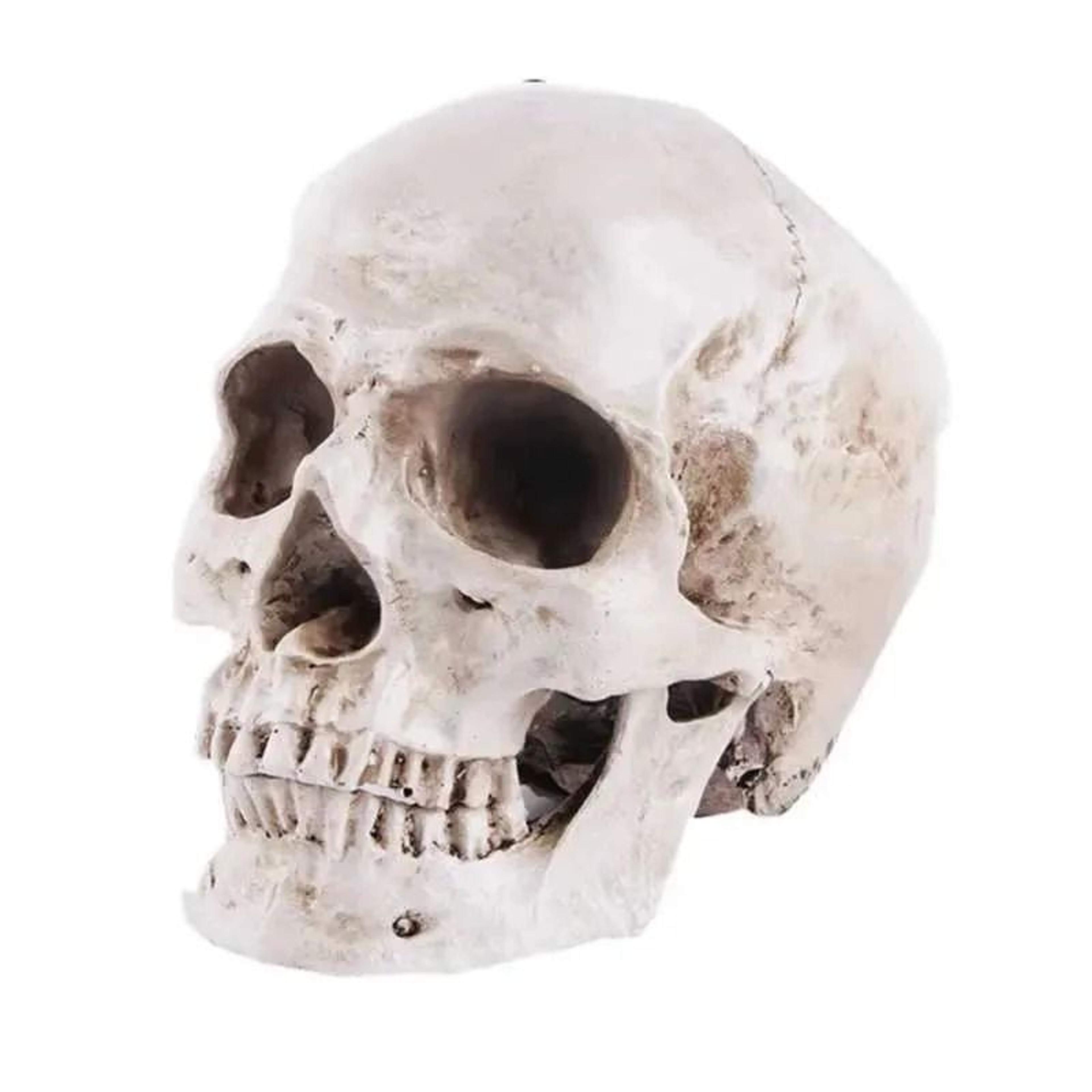 resin skull statue for halloween decor and hand painting