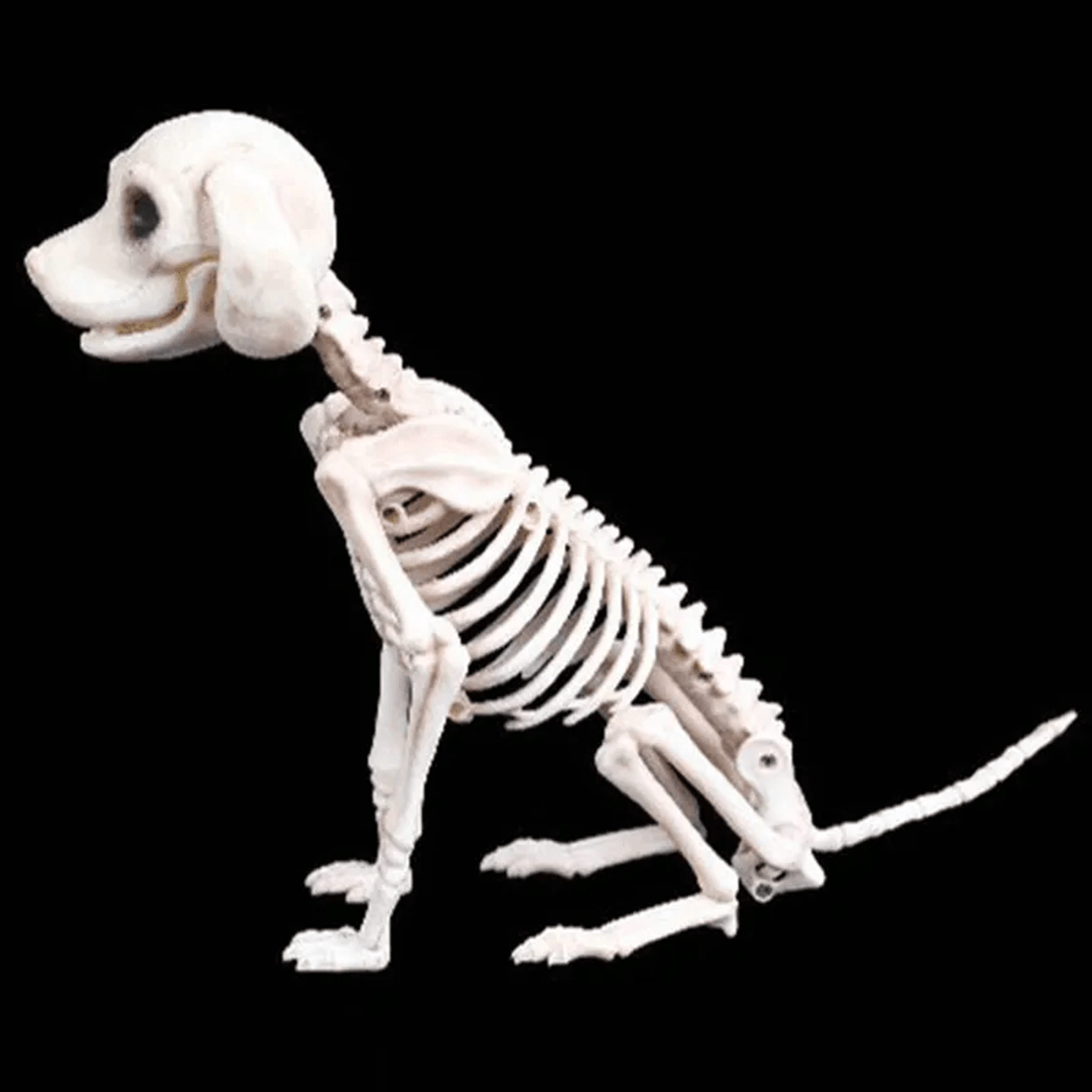 halloween skeleton dog prop horror skull party decoration