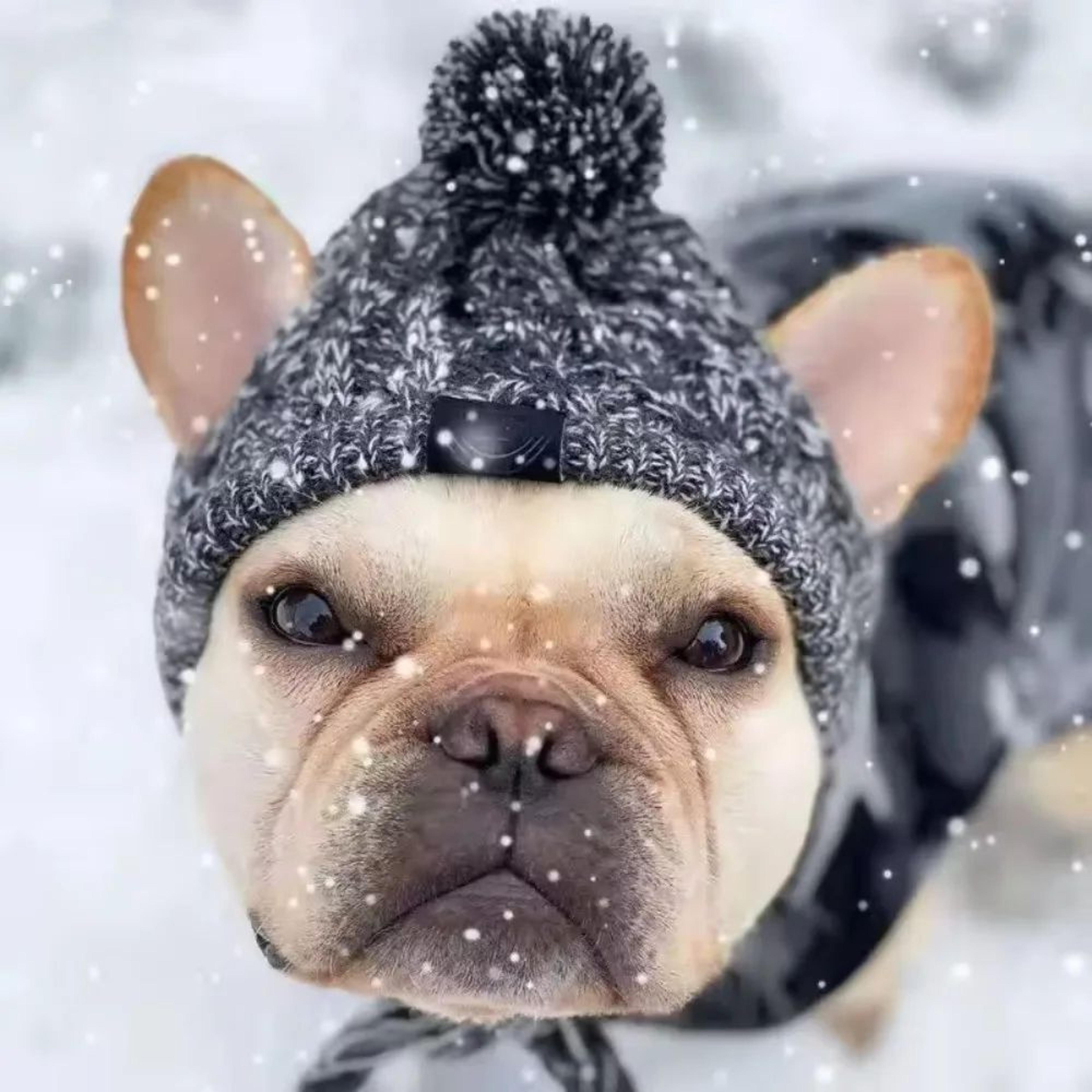 windproof knitted pet warm hat – plush ball french bulldog & chihuahua winter cap