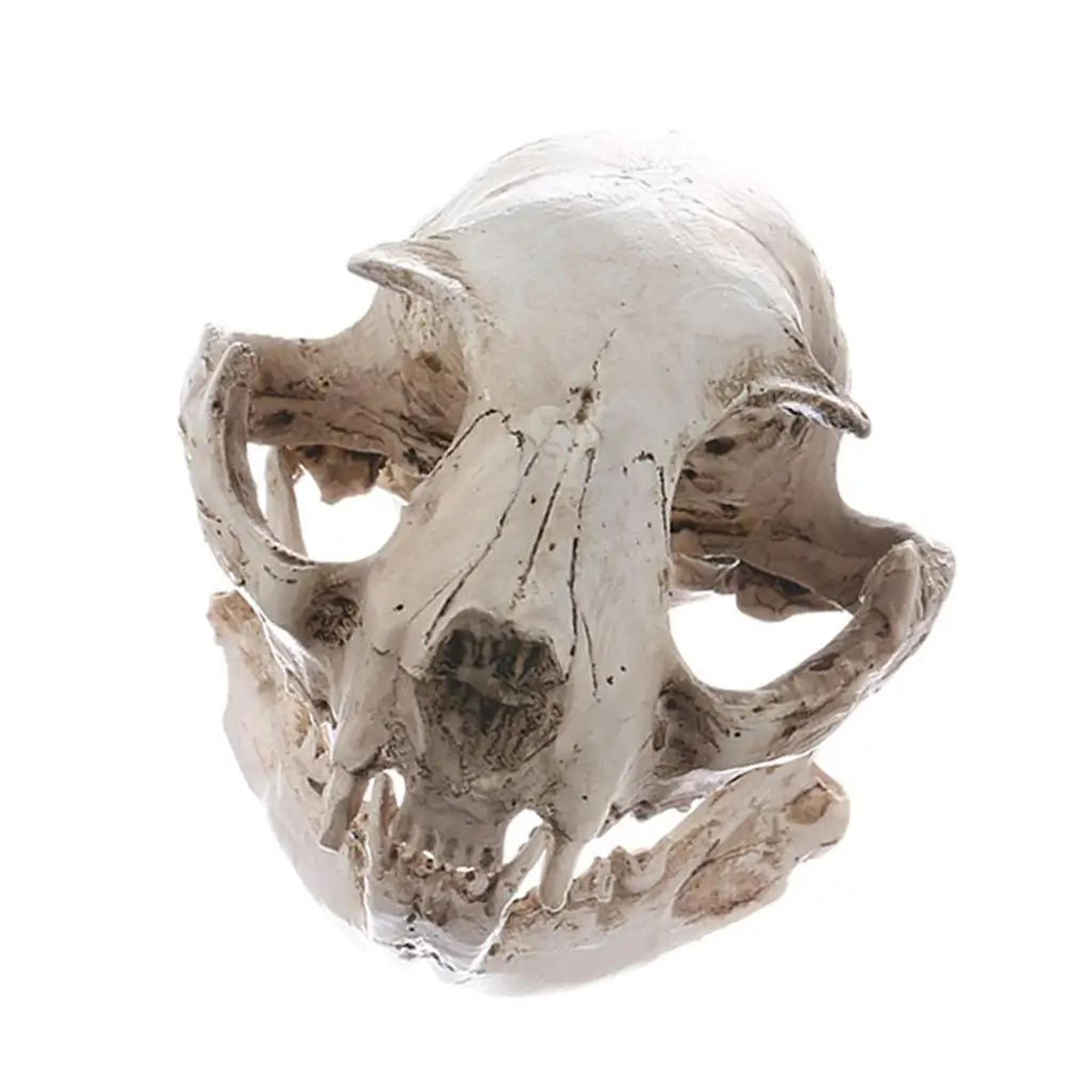 realistic resin cat skull model – anatomical animal skeleton decor for teaching & collectibles
