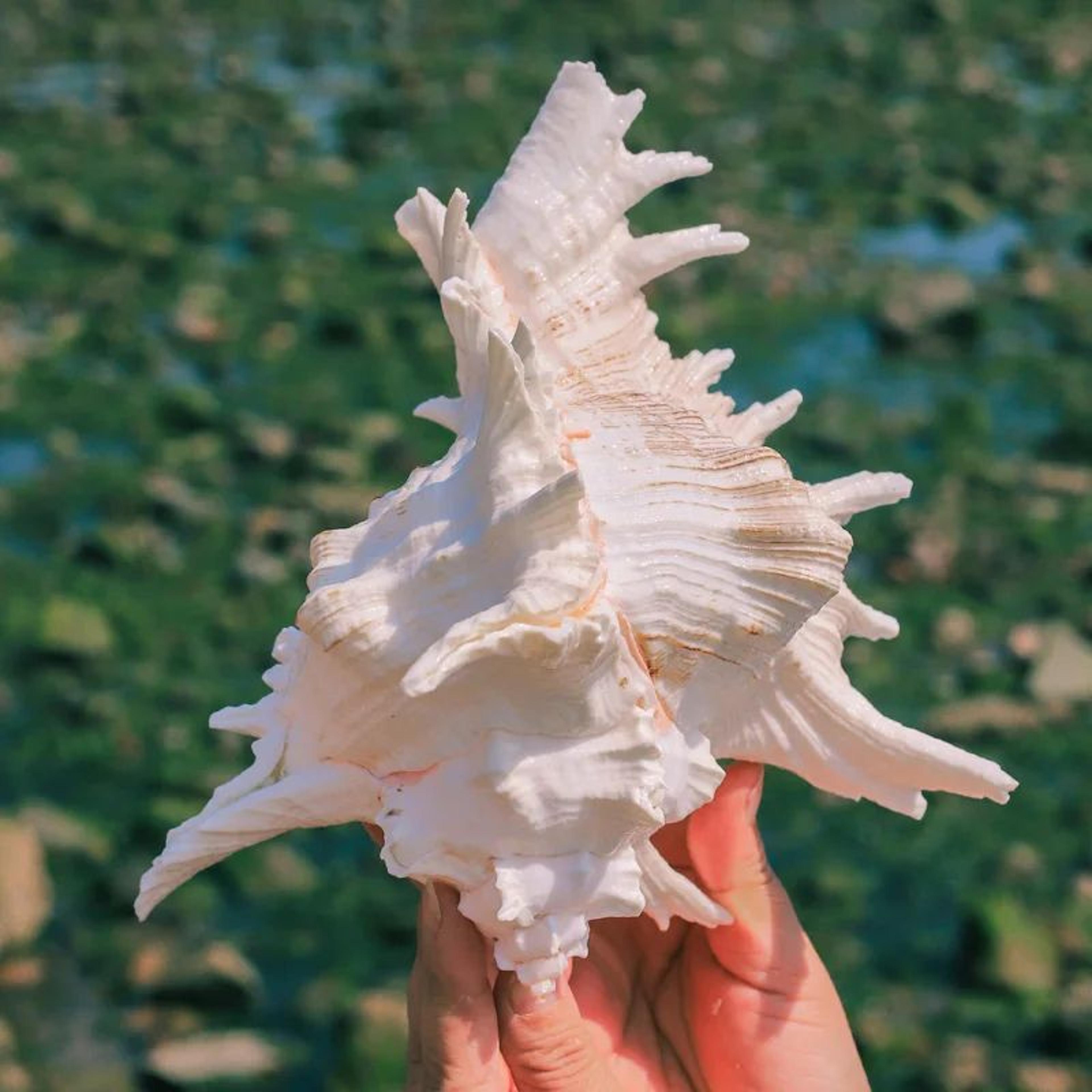 large natural murex ramosus sea shell – real ocean conch decor for coastal home & wedding display