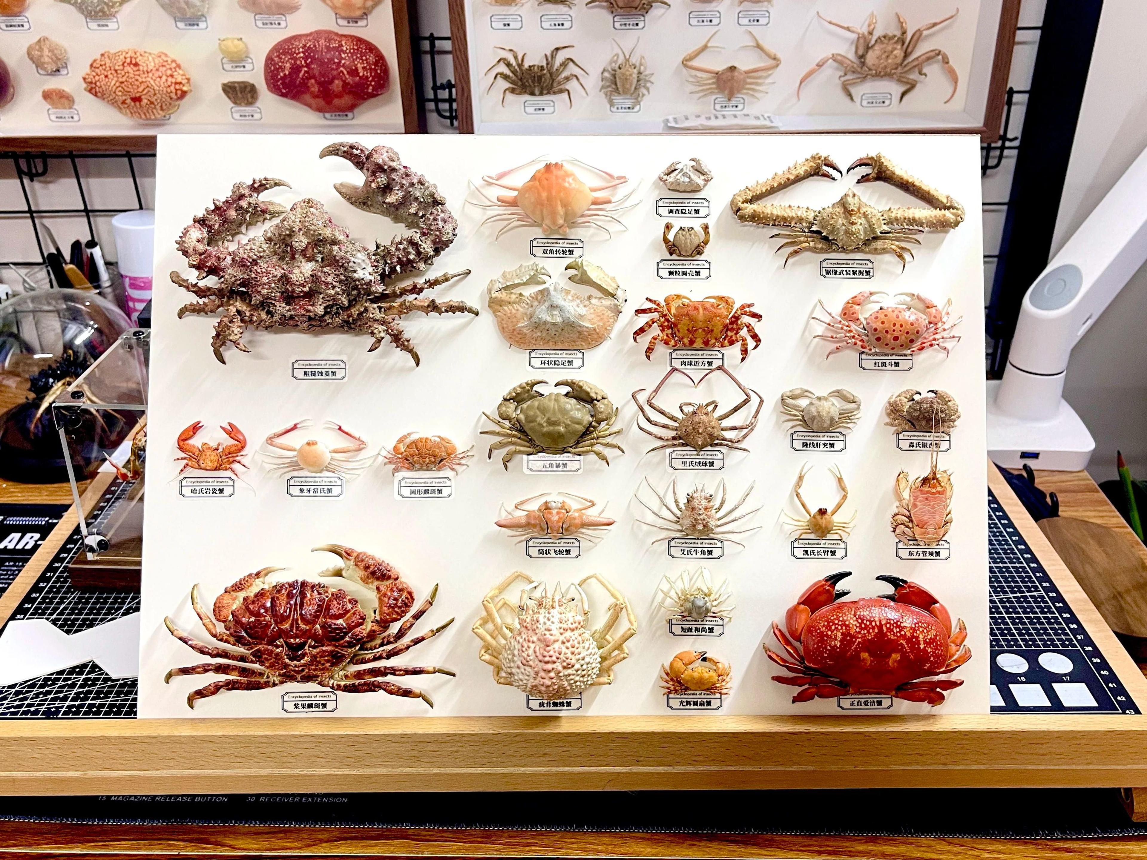 real crab specimen display – handcrafted preserved crab ornament for collectors & unique home decor