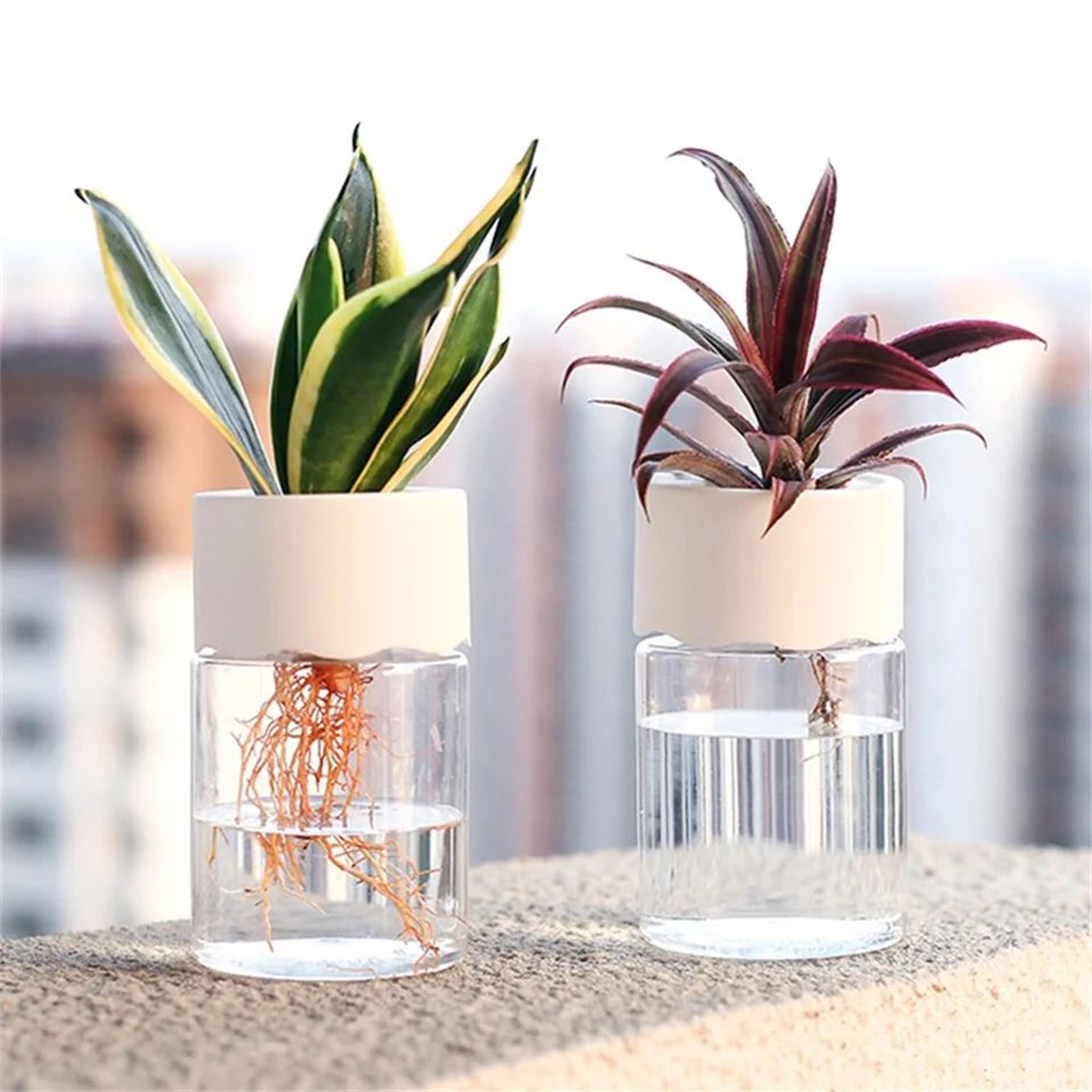 mini hydroponic flower pot – transparent self watering pet plant vase for soilless plants, home office desktop decor