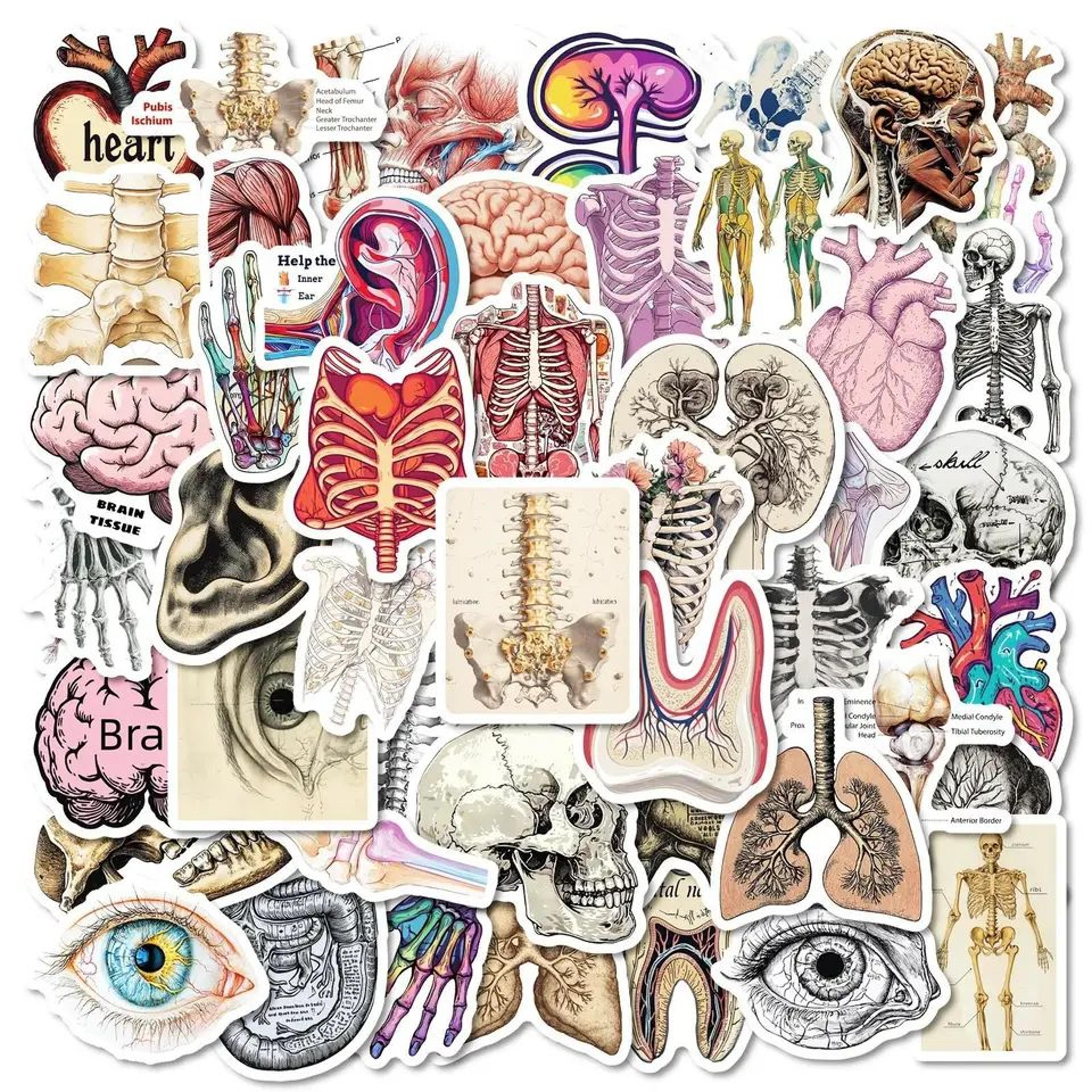 realistic human body organs stickers – waterproof anatomy decals for laptops, water bottles, journals & medical science