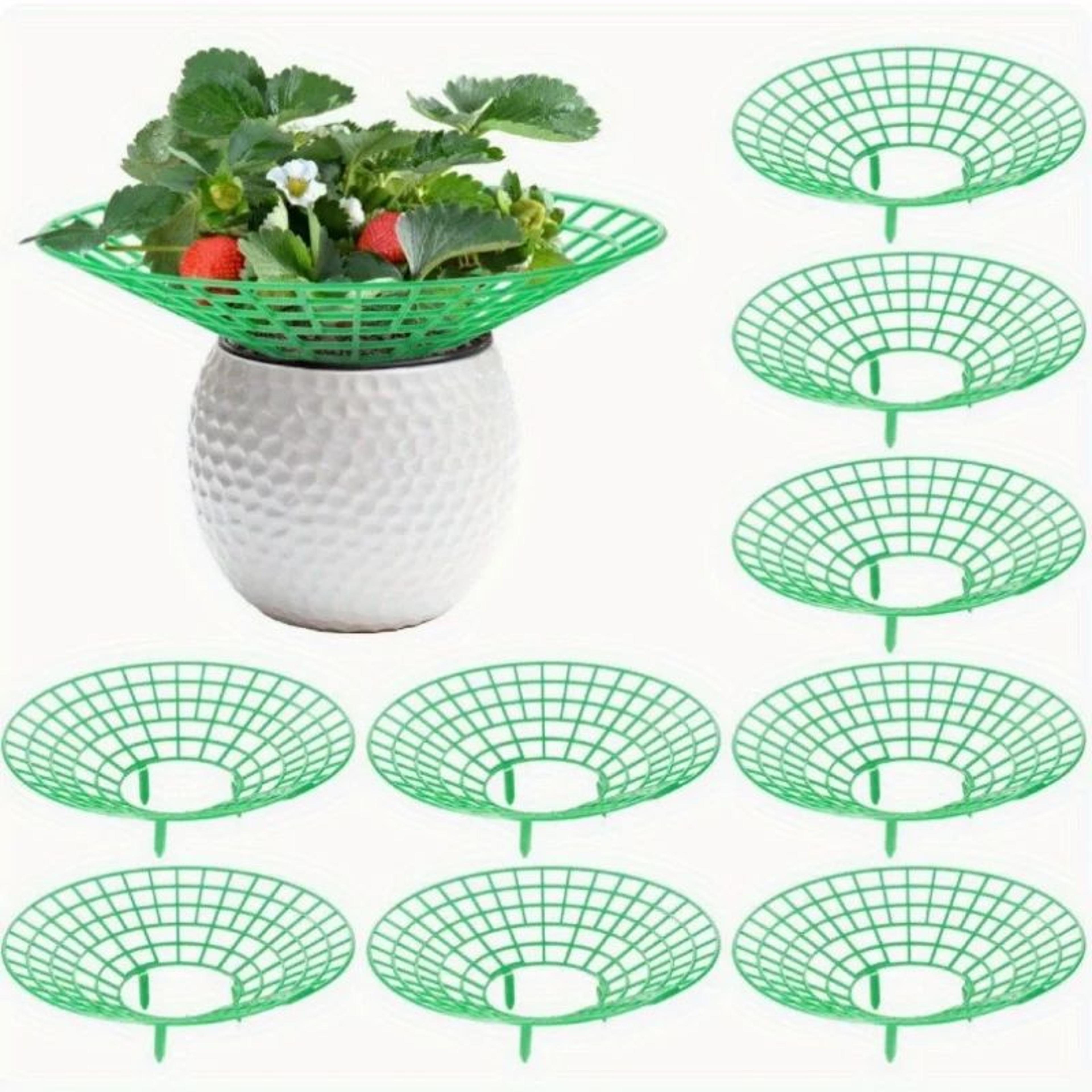 3-leg strawberry plant supports – plastic garden stands keep berries raised from soil to help prevent mold, rot & dirt