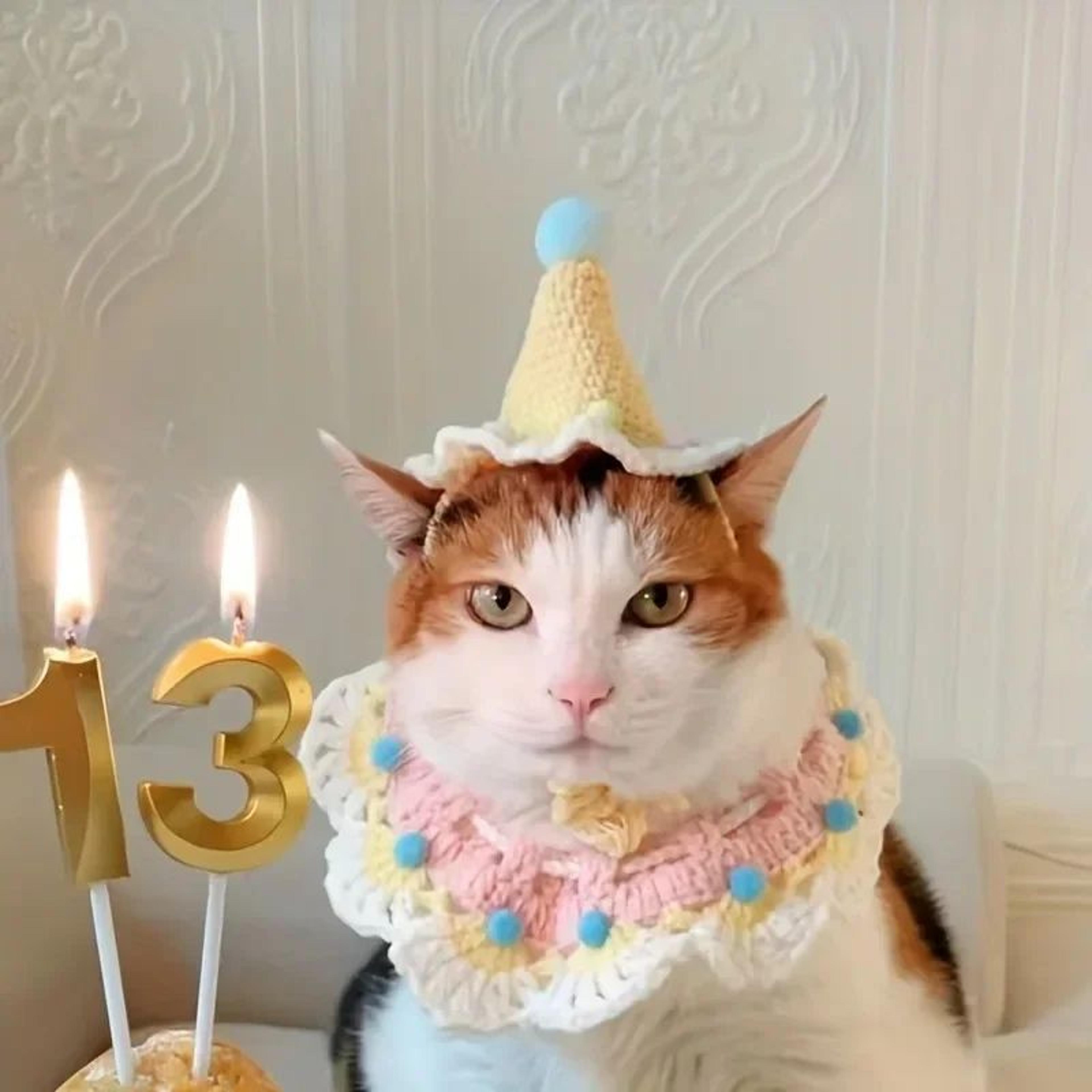 pet birthday hat and bib set