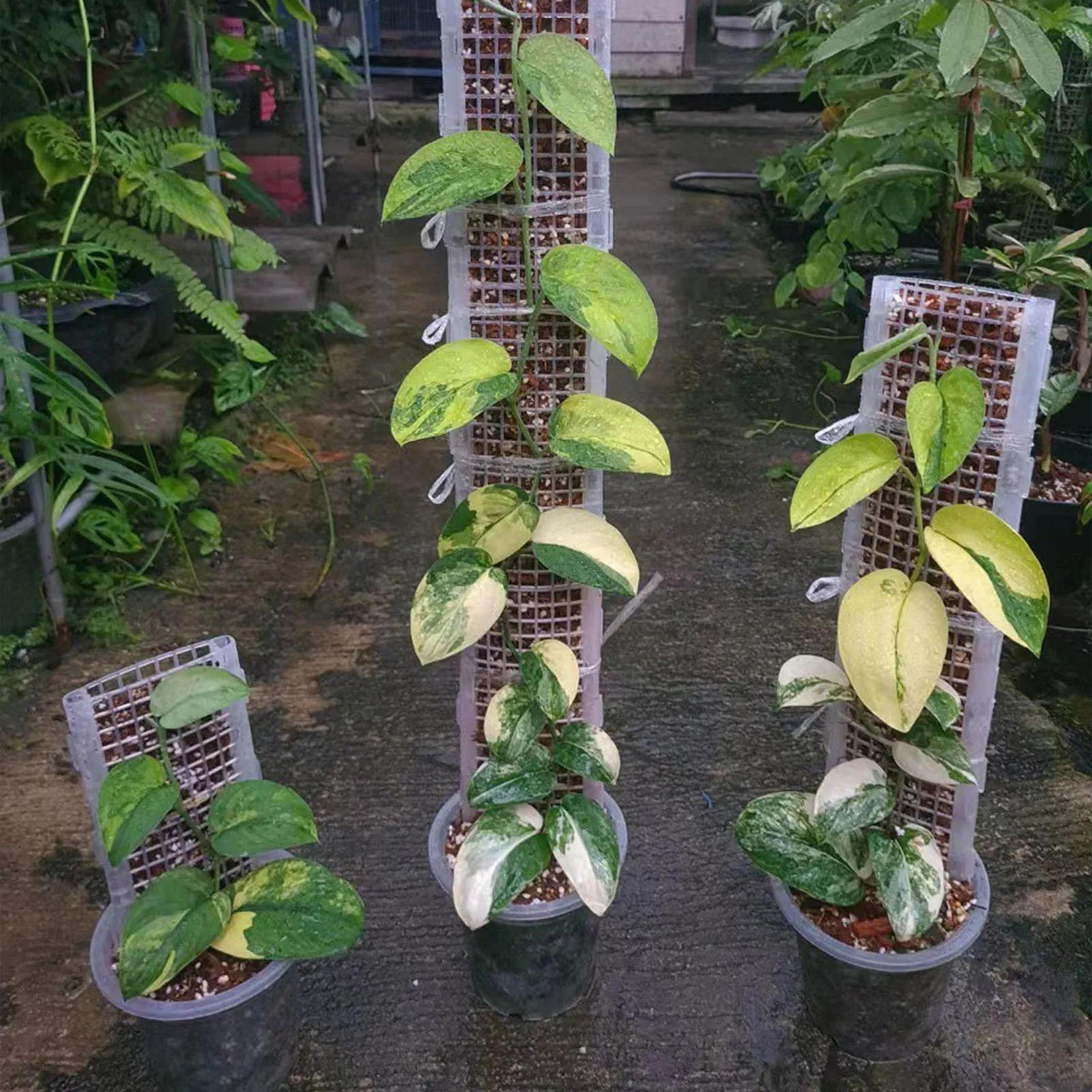 plastic moss pole plant support stake for indoor and outdoor plants