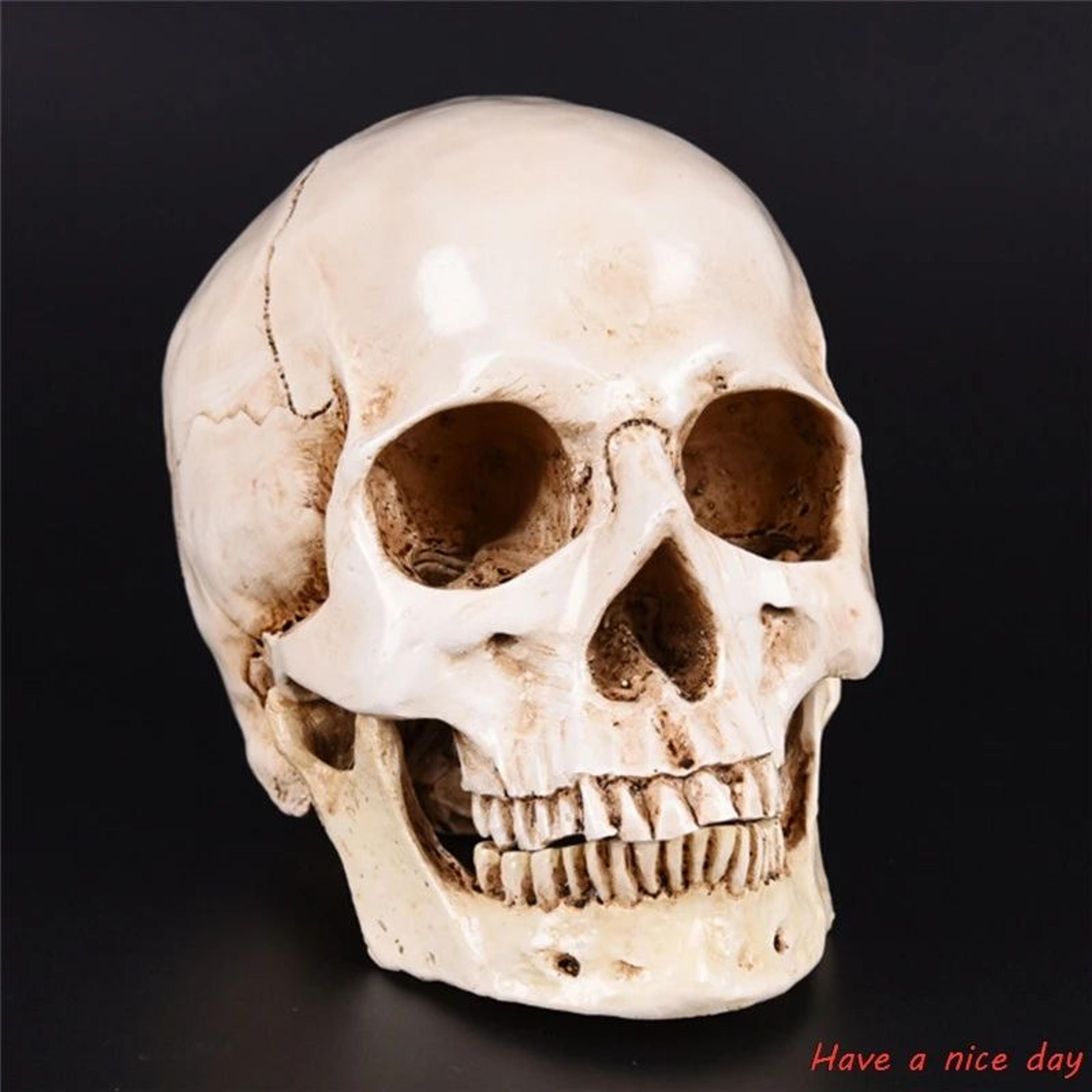 life size human skull resin model decor