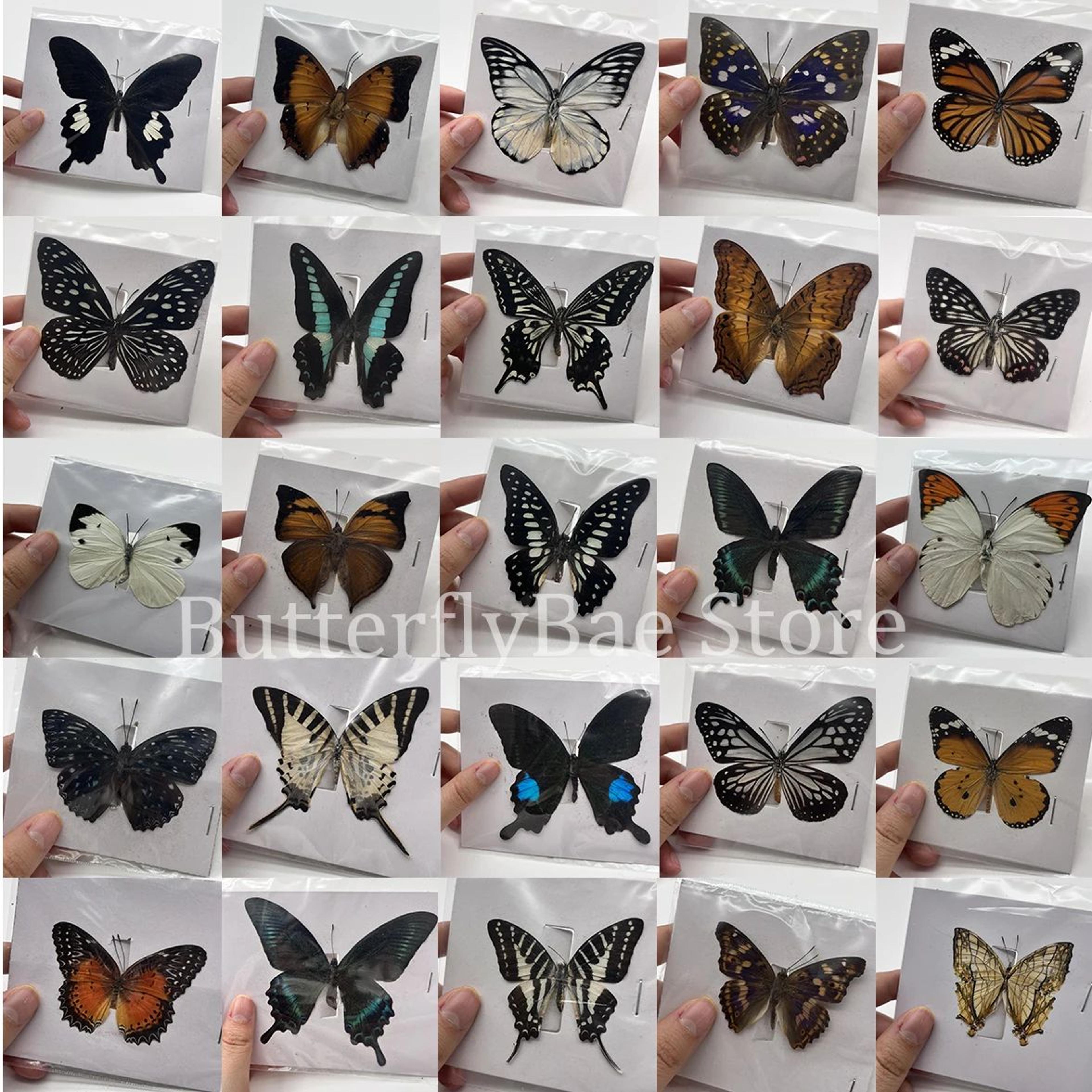 real butterfly specimen collection set