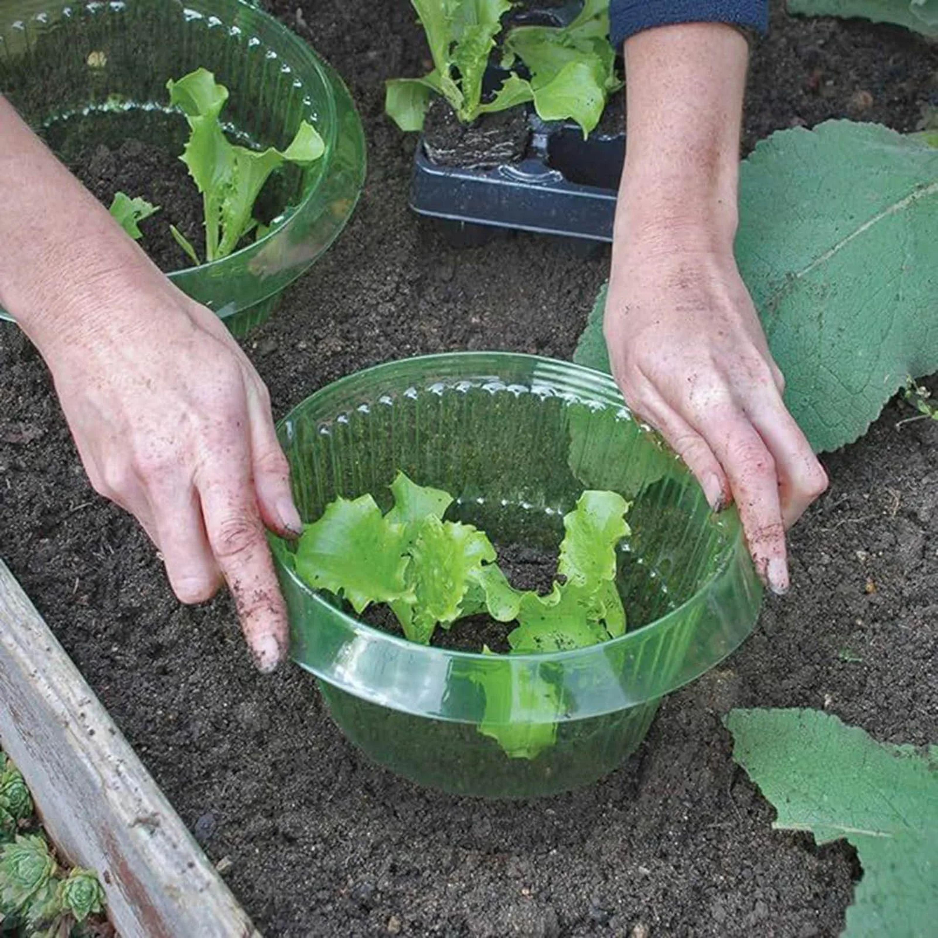 10 piece reusable snail collar garden plant protection rings