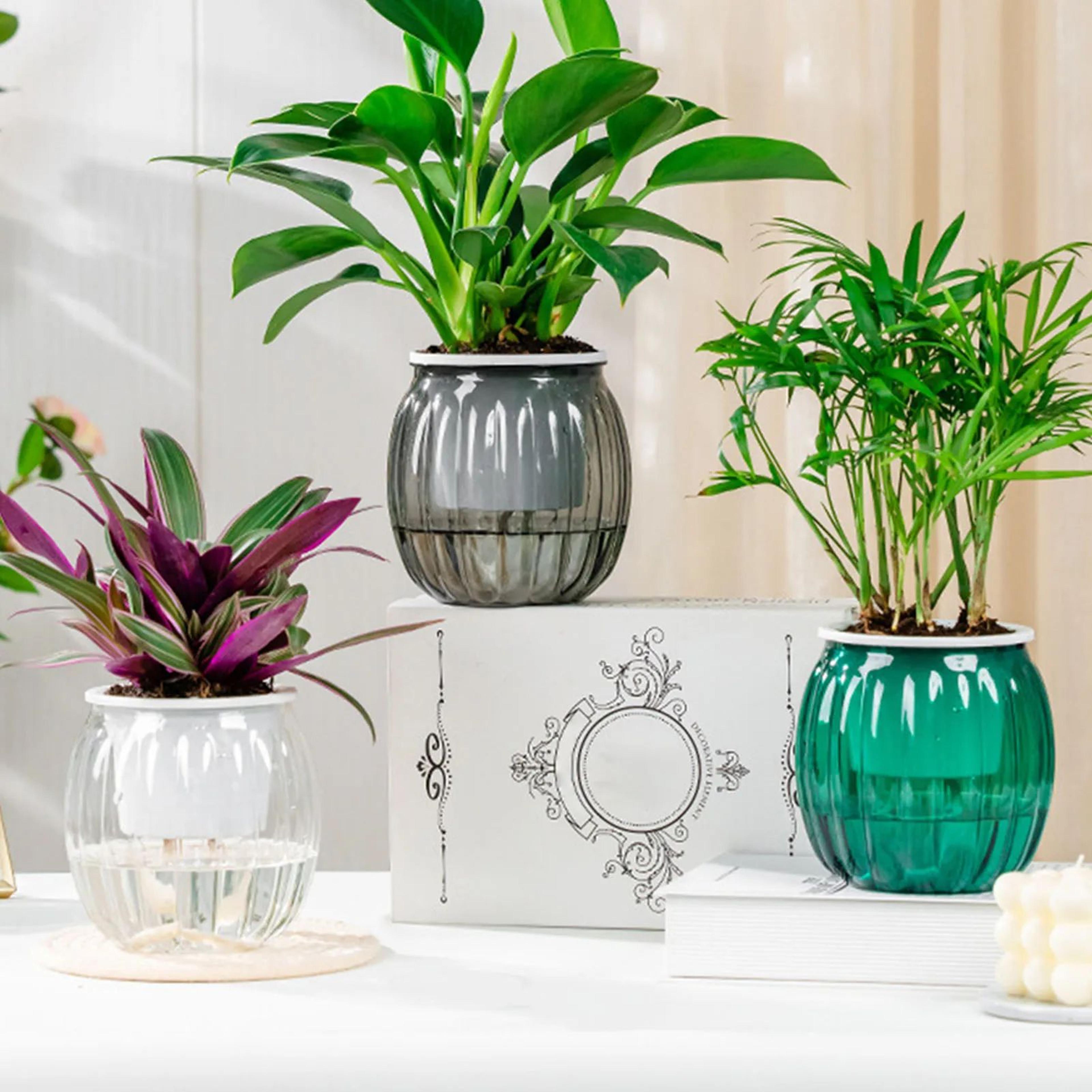 clear self watering planter pot for indoor plants