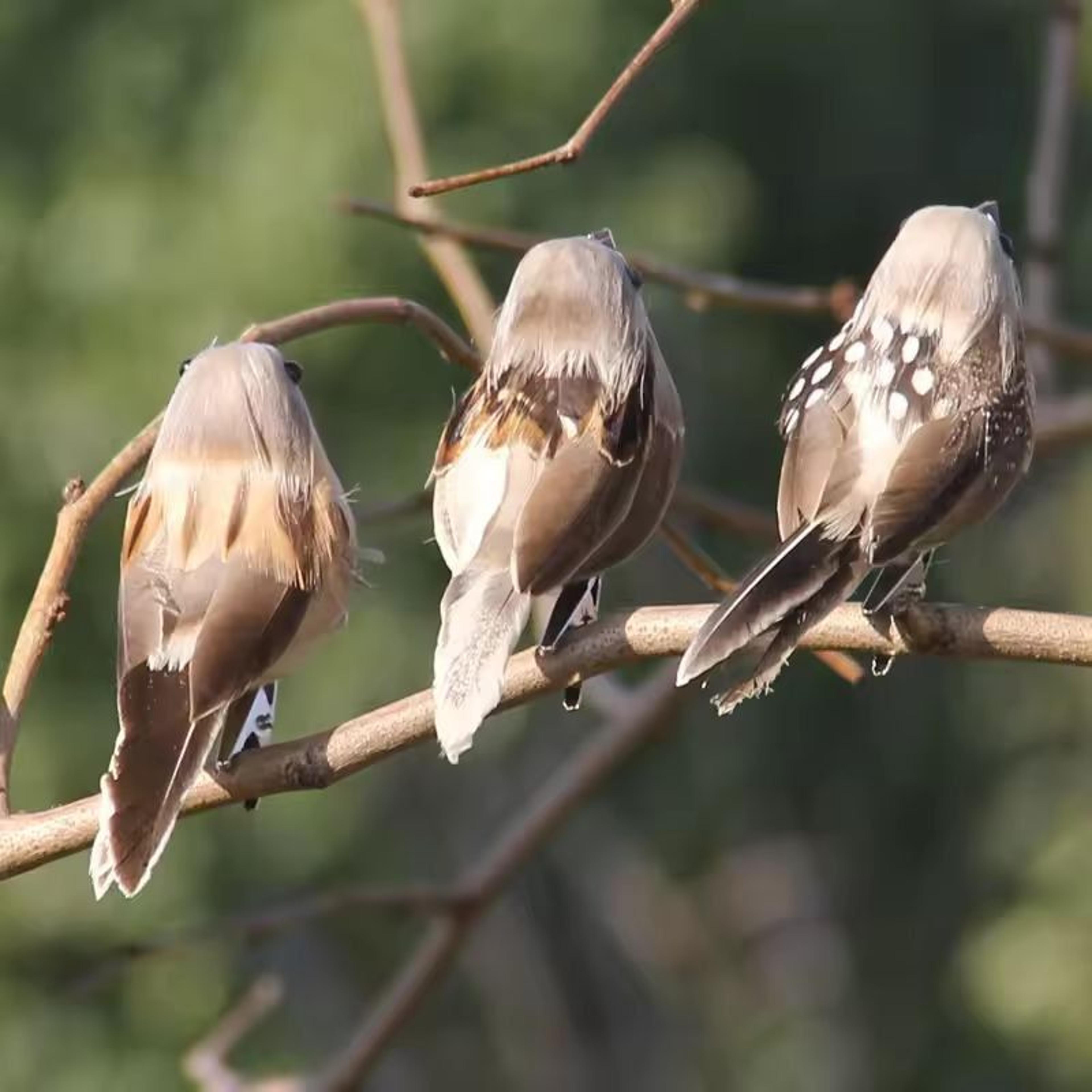 natural-look feather sparrow decorative birds (2-pack) - realistic artificial bird decoration for garden, tree & home