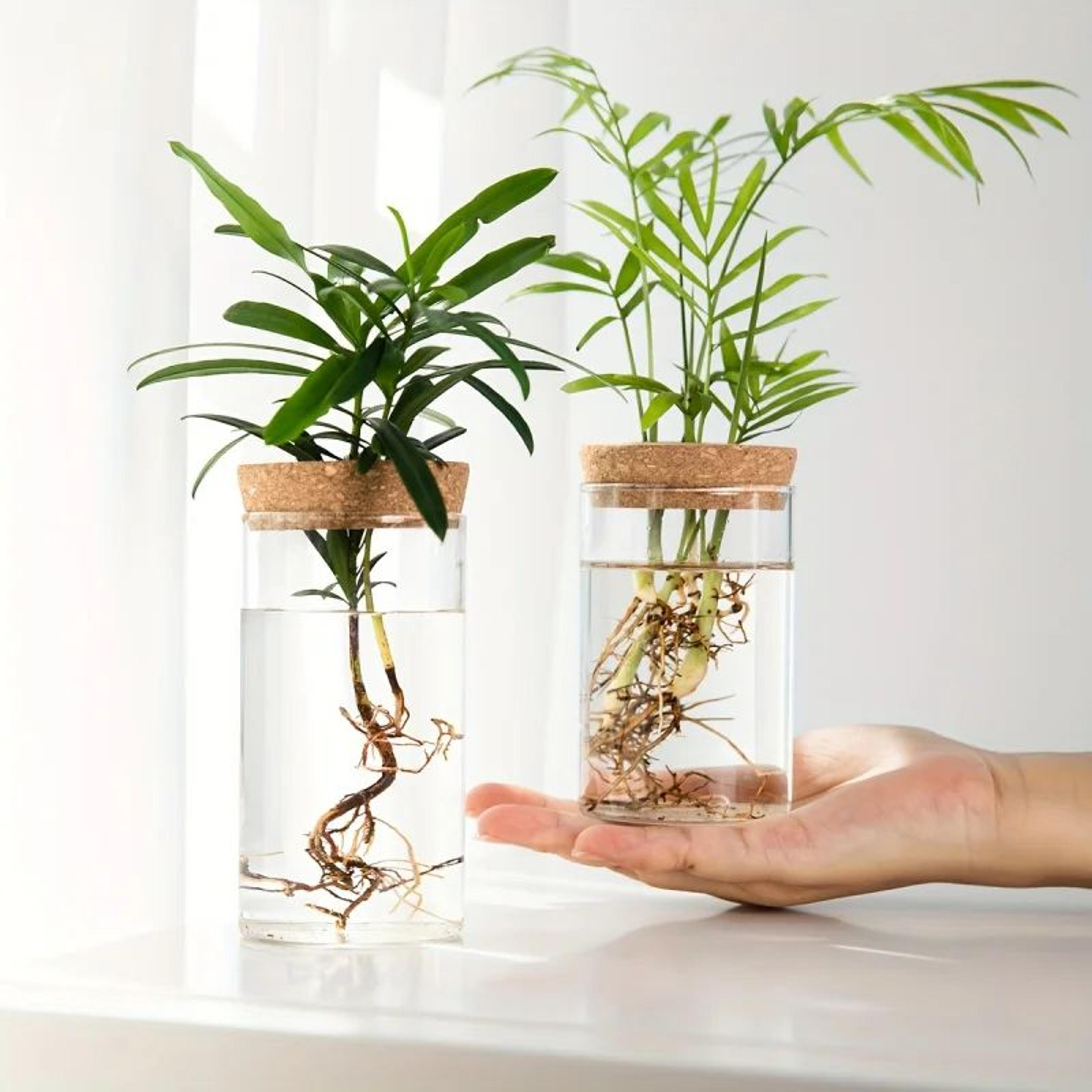 desktop glass hydroponic propagation vase for plant cuttings & home decor