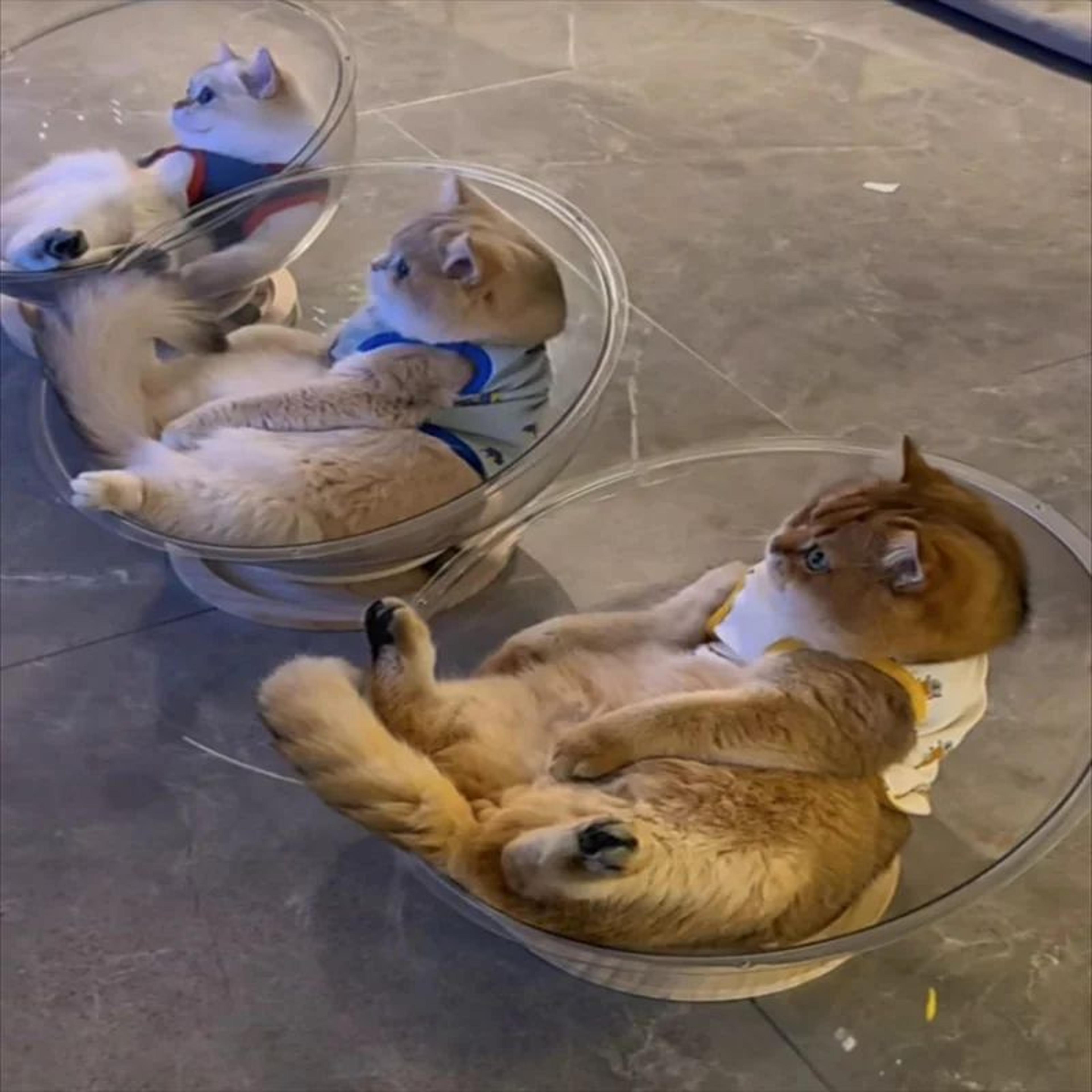 clear cat bed capsule house with removable cushion for all-season comfort