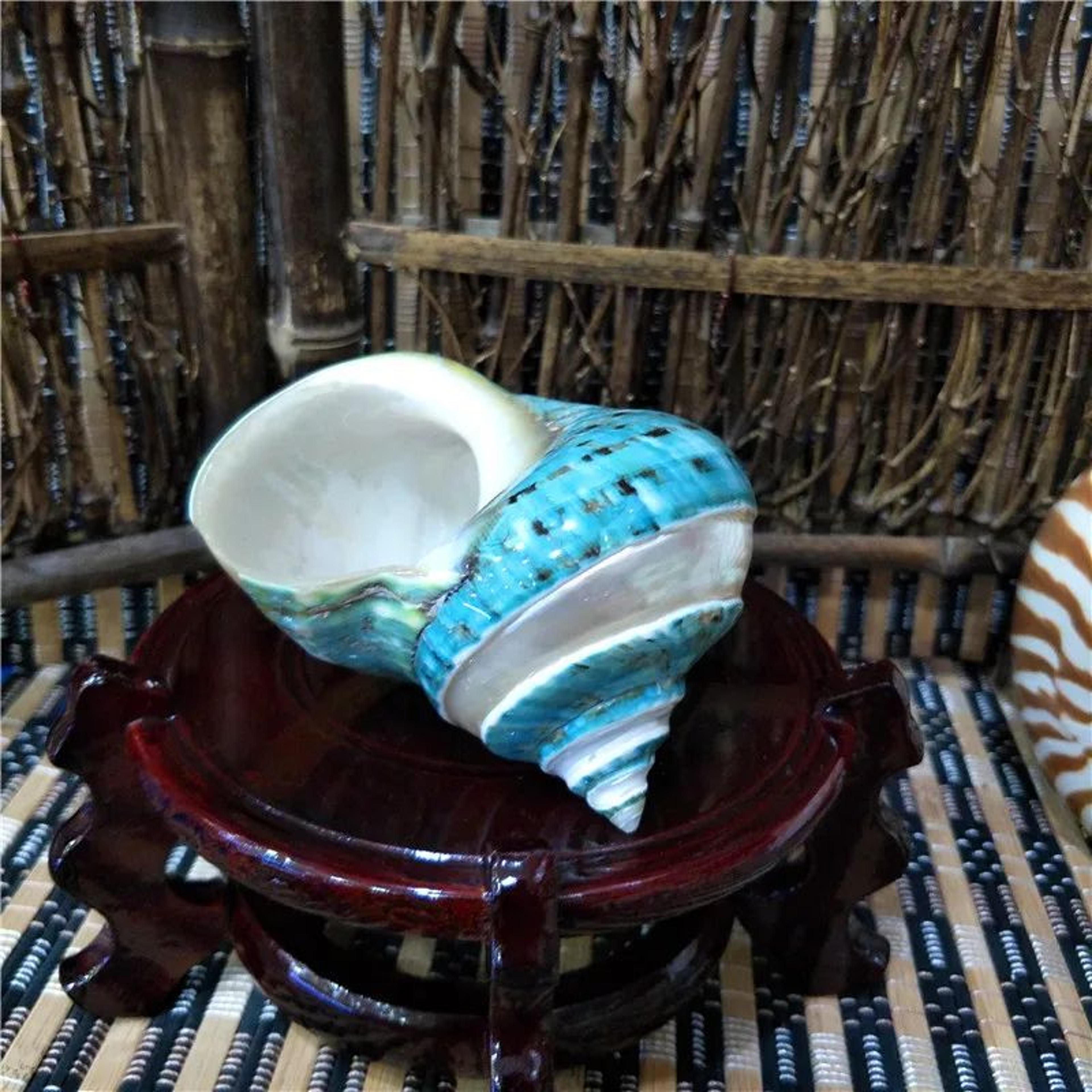 large green banded turbo shells for hermit crabs and coastal home decor