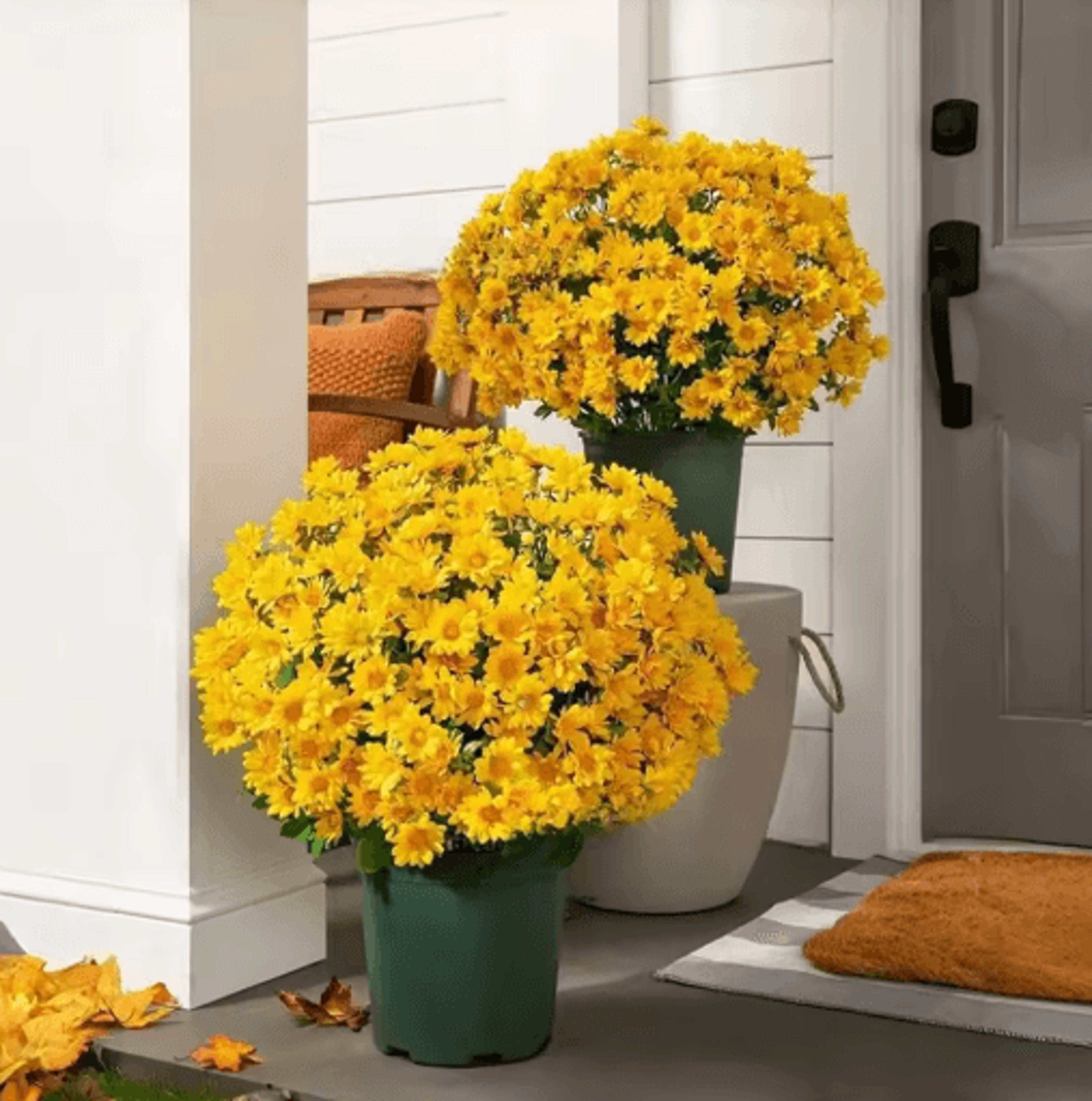 artificial sunset mums flowers waterproof fake fall flowers for outdoor and home decor 5 bundles