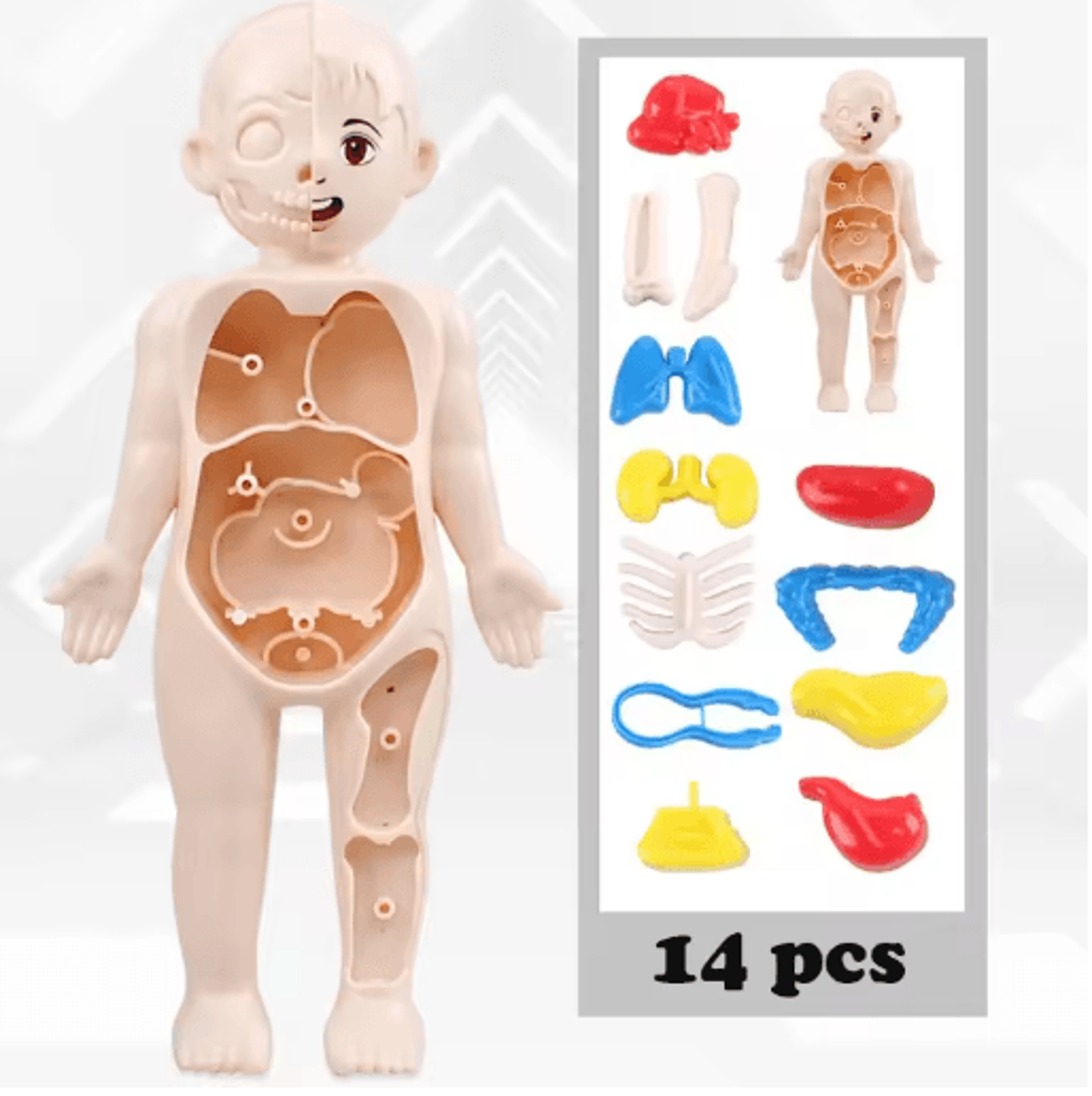 14 piece human organ structure model assemble it medical science learning set