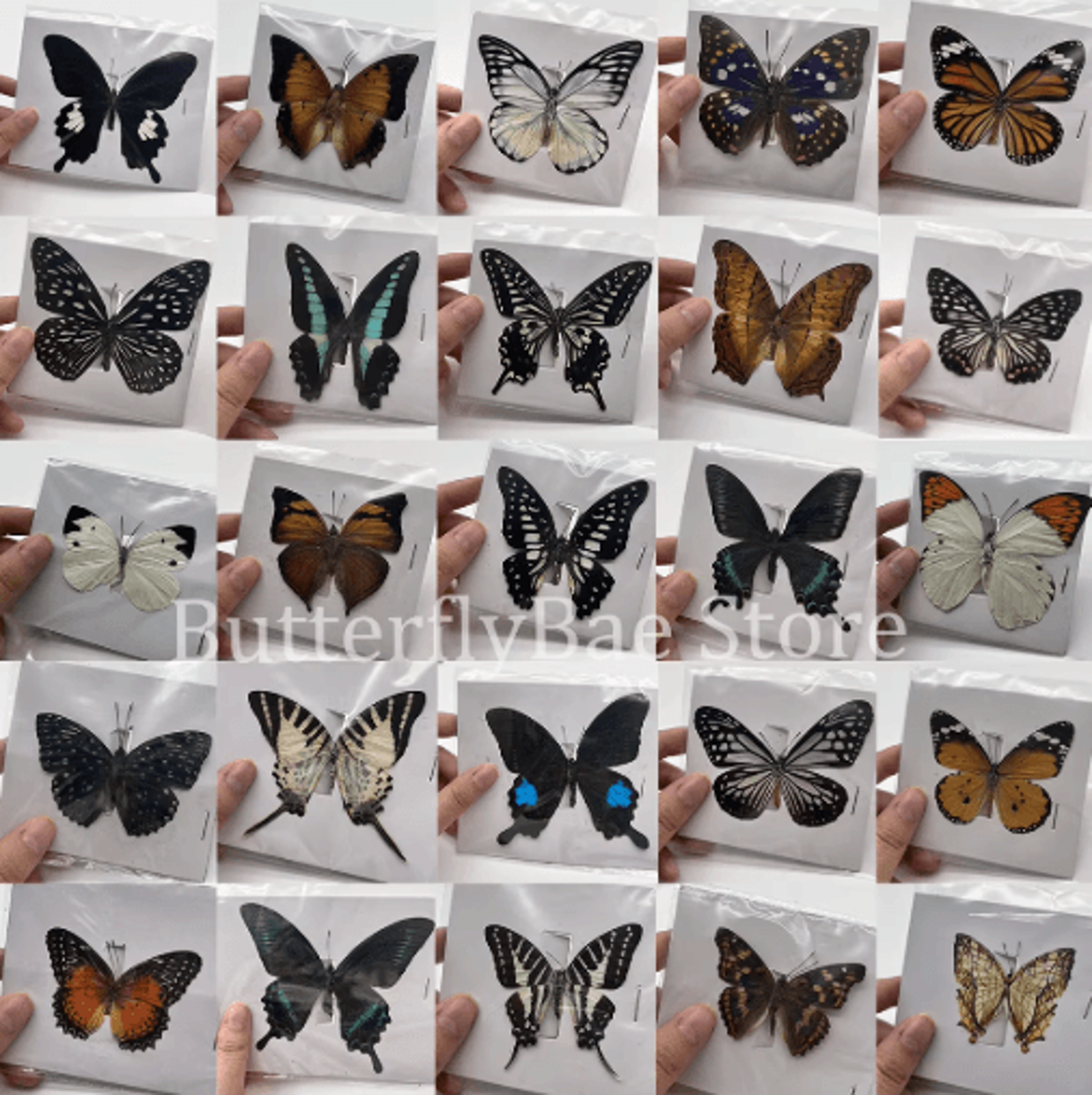 real butterfly specimens display set natural insect collection art for home decor 10–100pcs