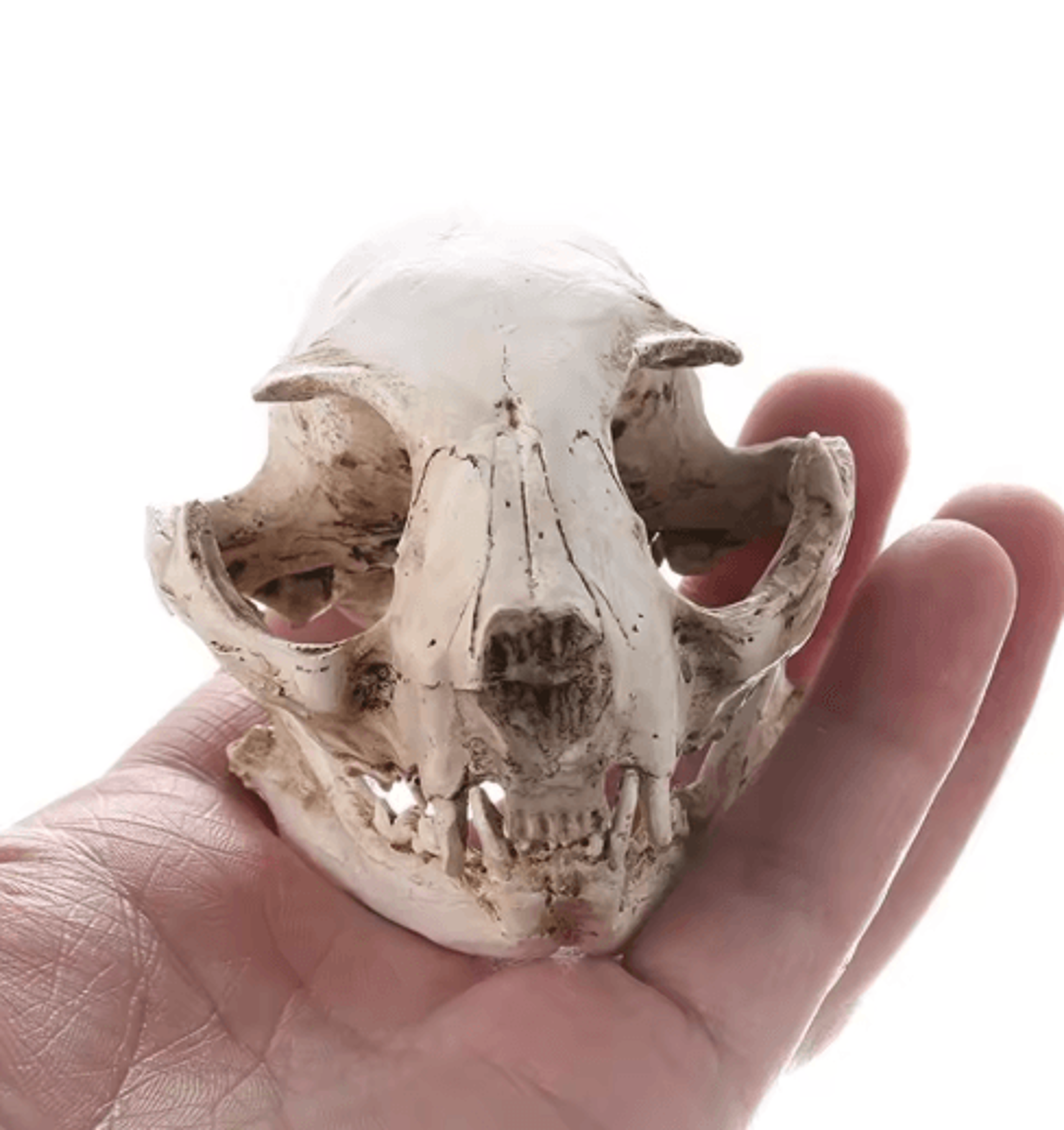realistic cat skull model resin animal skeleton replica for decor & study