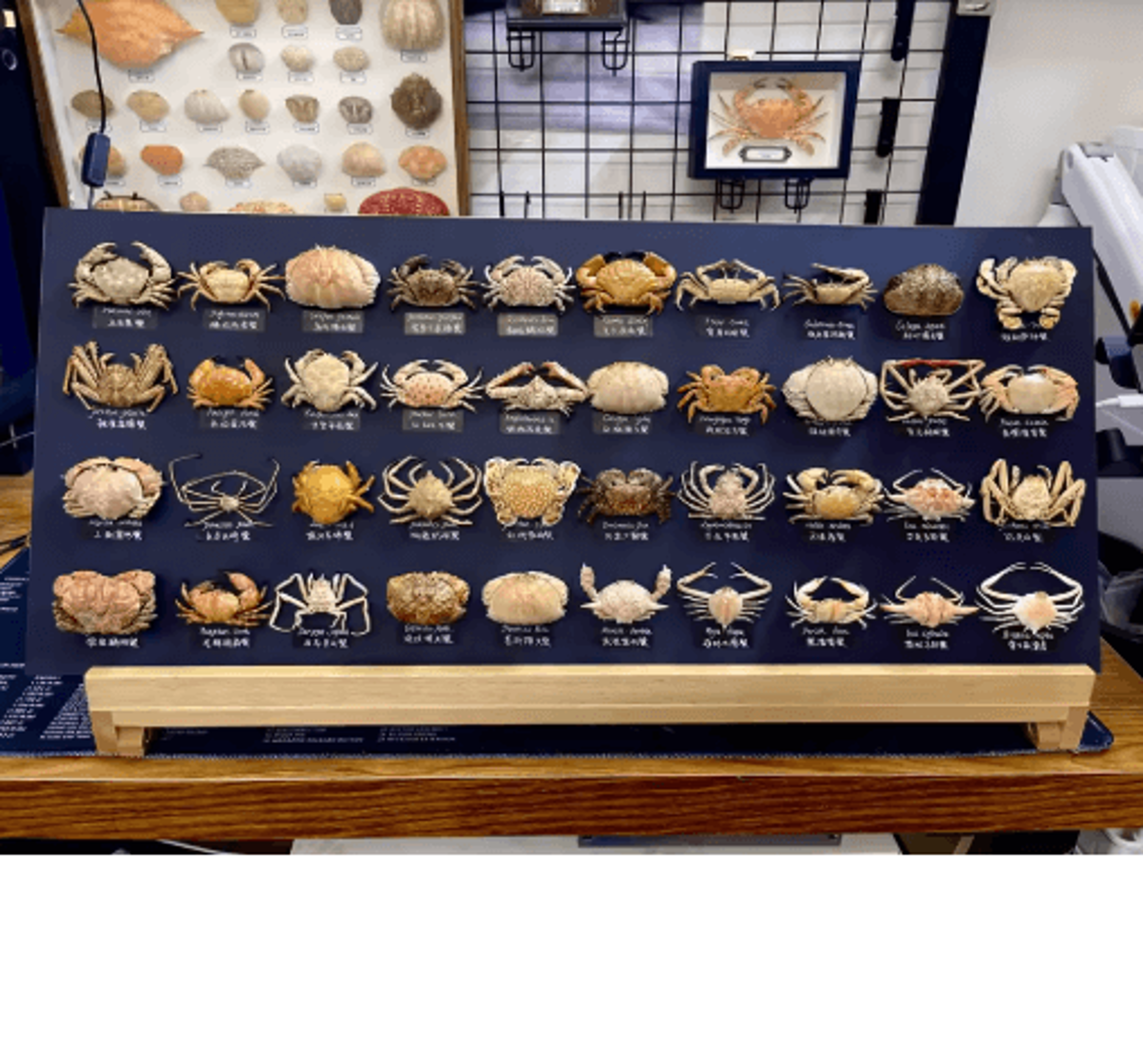 real crab specimen display – handcrafted natural collector decor with custom options