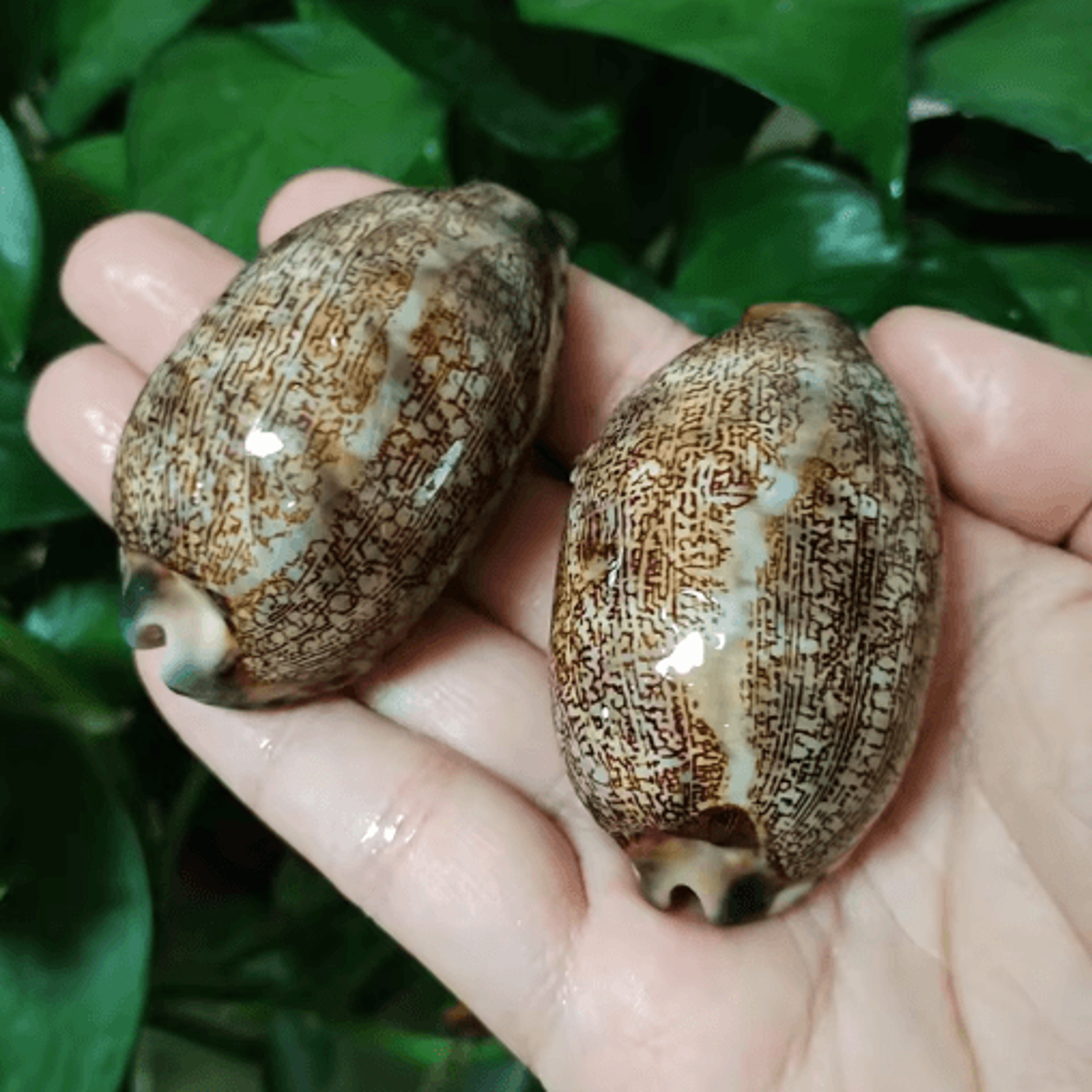 natural arabian cowry shell set decorative seashells for crafts & jewelry