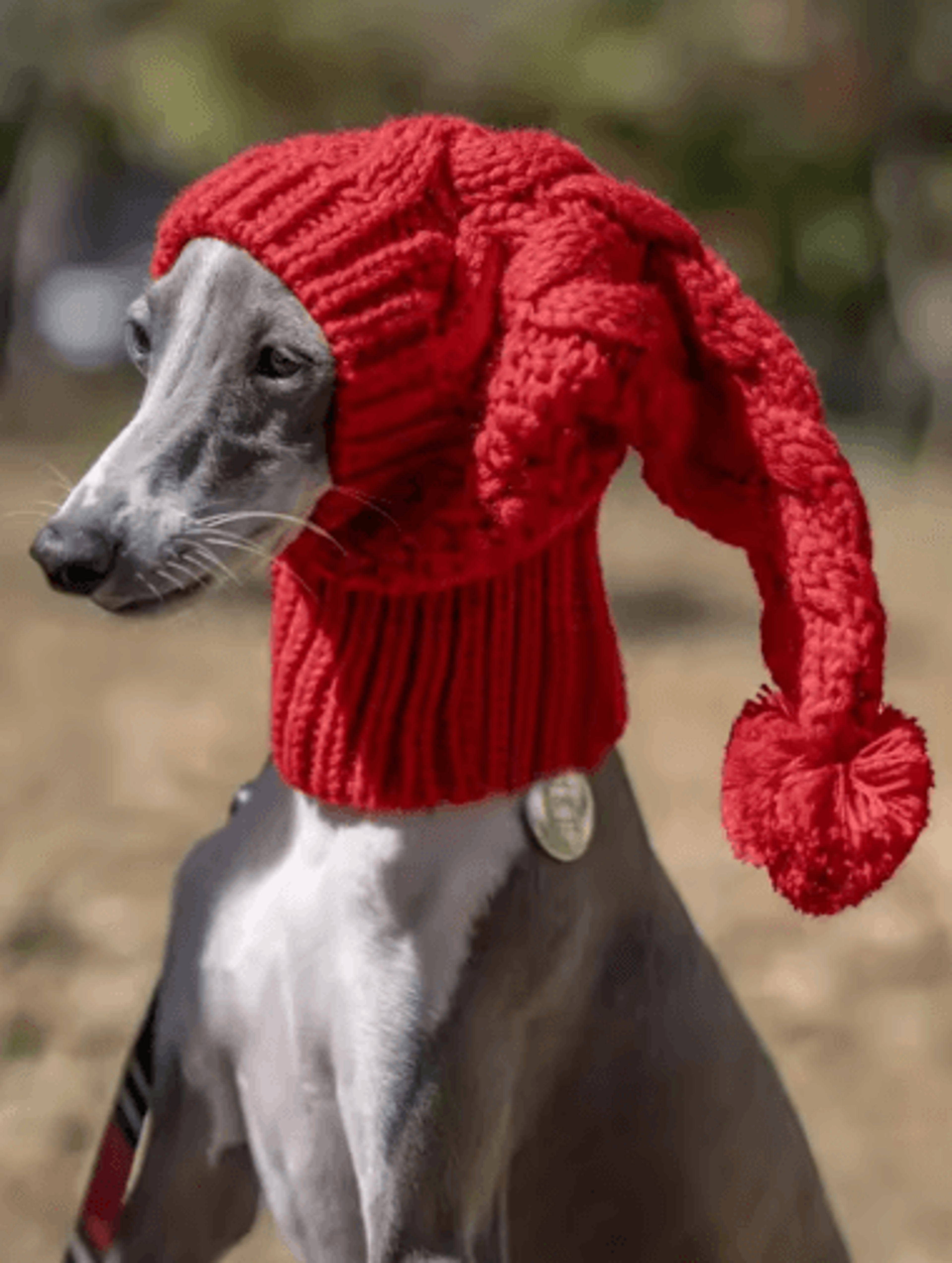 hand-knit winter wool greyhound snood hat for large dogs warm beanie accessories for whippets & sighthounds