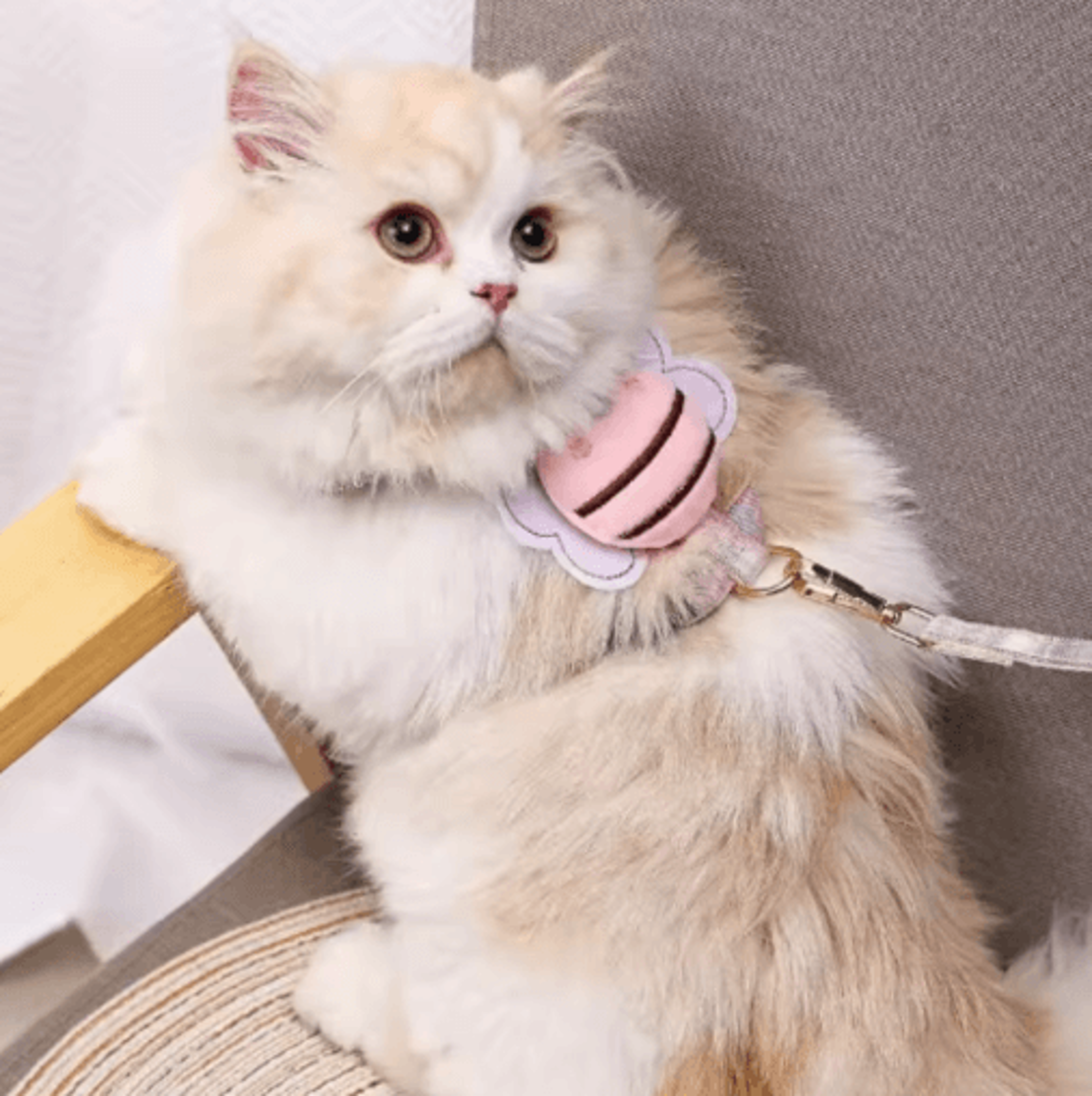 adjustable comfortable cat & puppy harness leash set