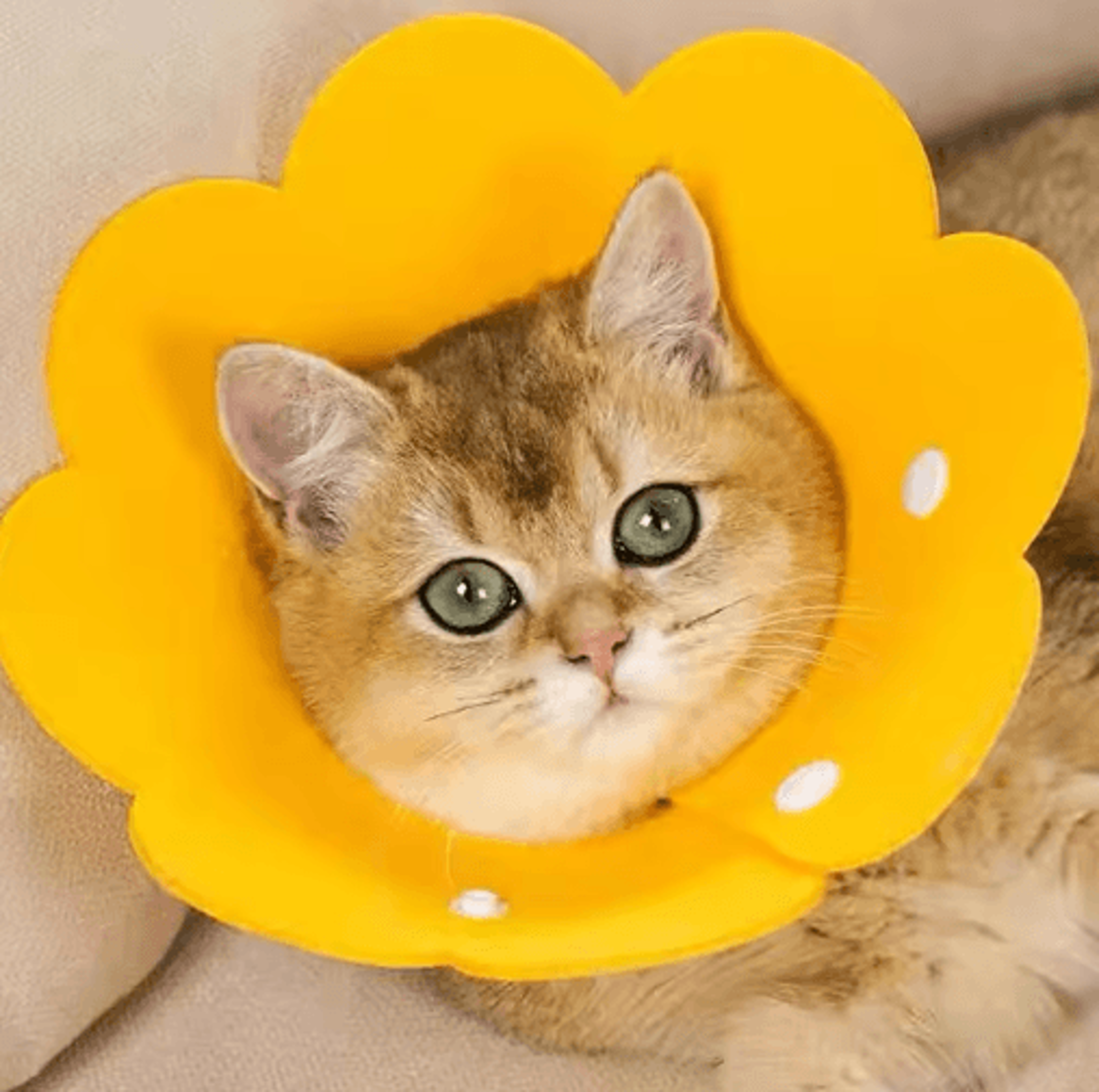 protective recovery cone collar – anti-lick & anti-bite healing collar for dogs & cats