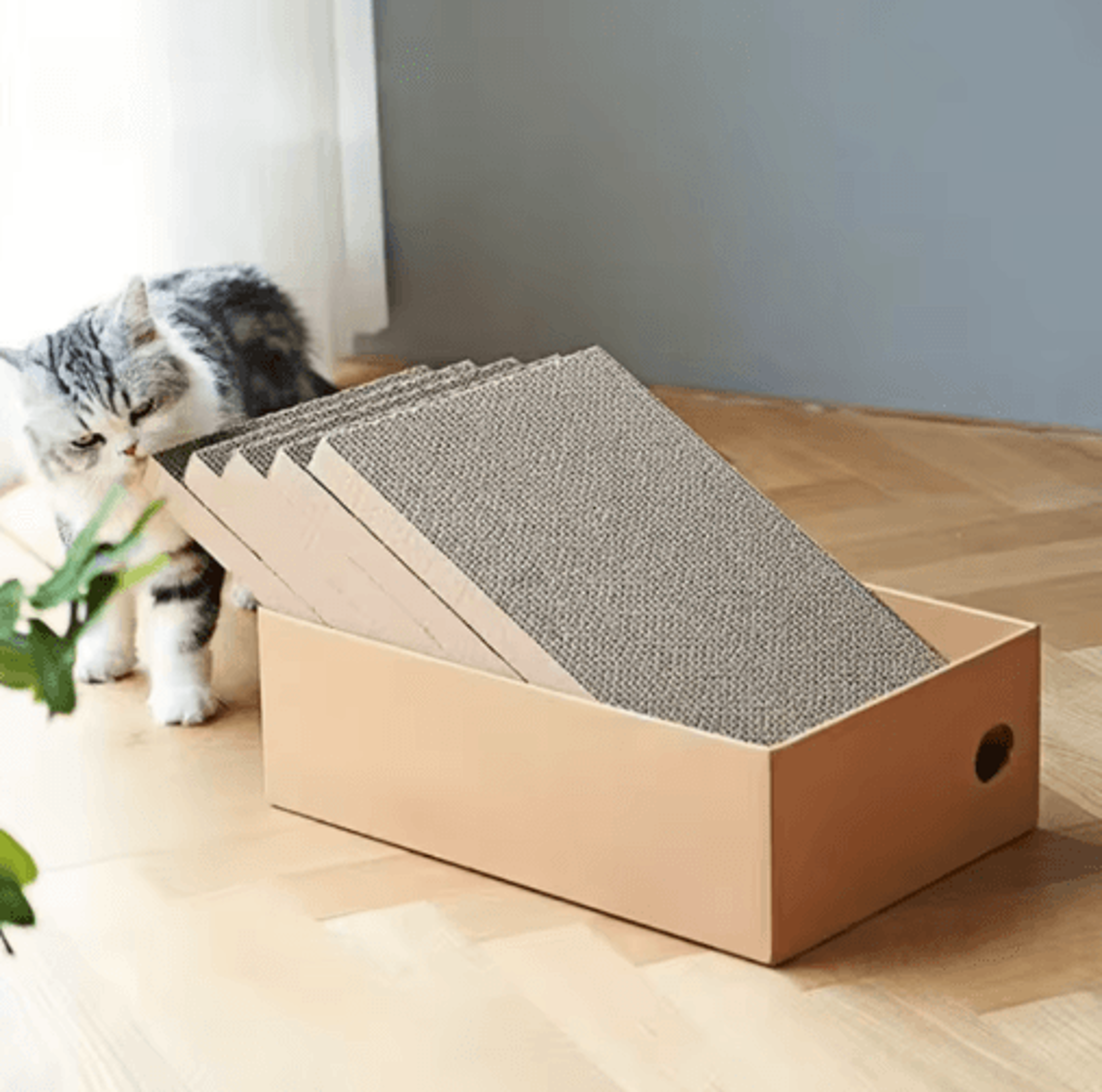 scratchnest cardboard cat scratching box set for indoor cats & kittens