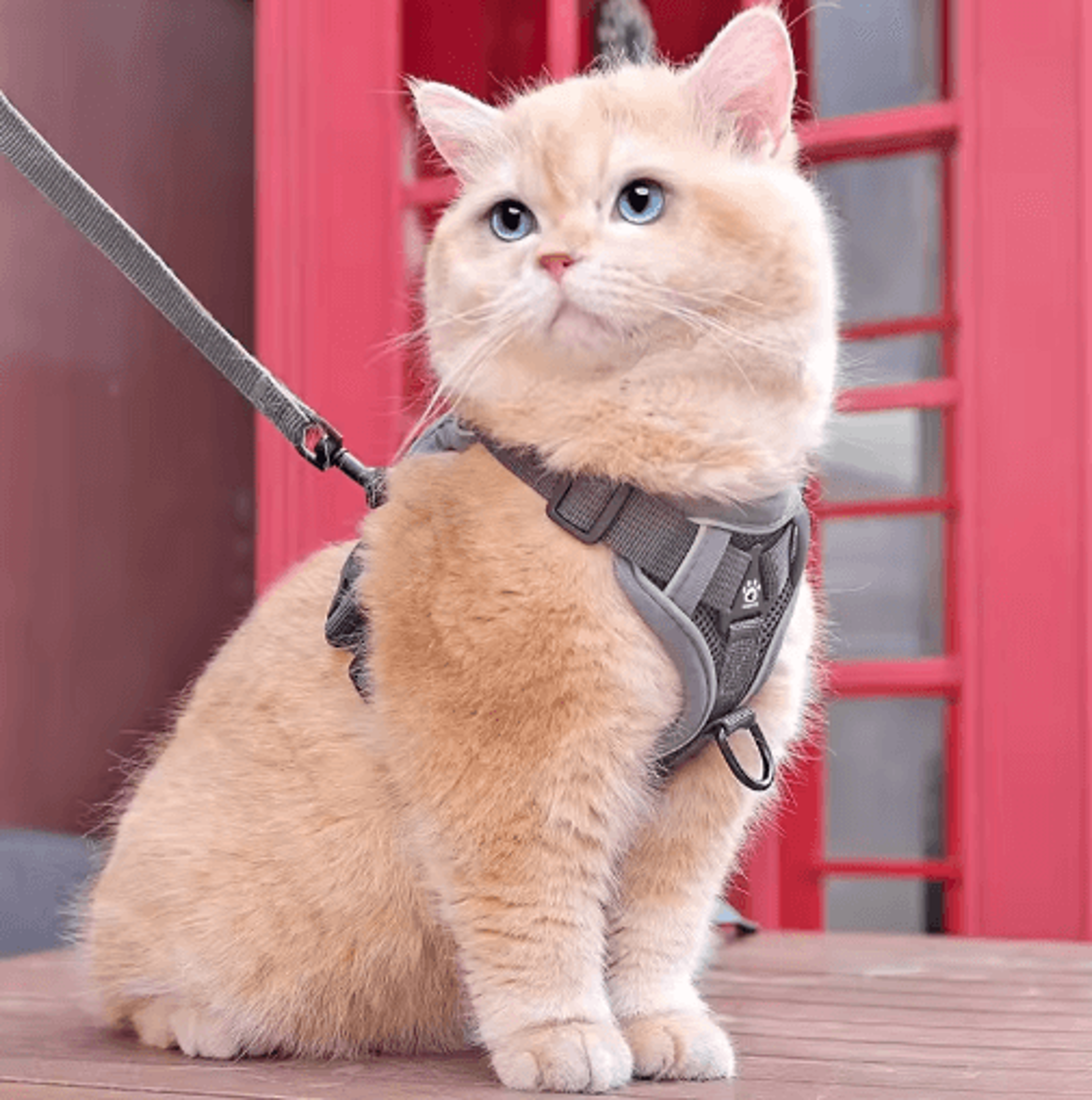 securestride anti-escape cat harness and leash set