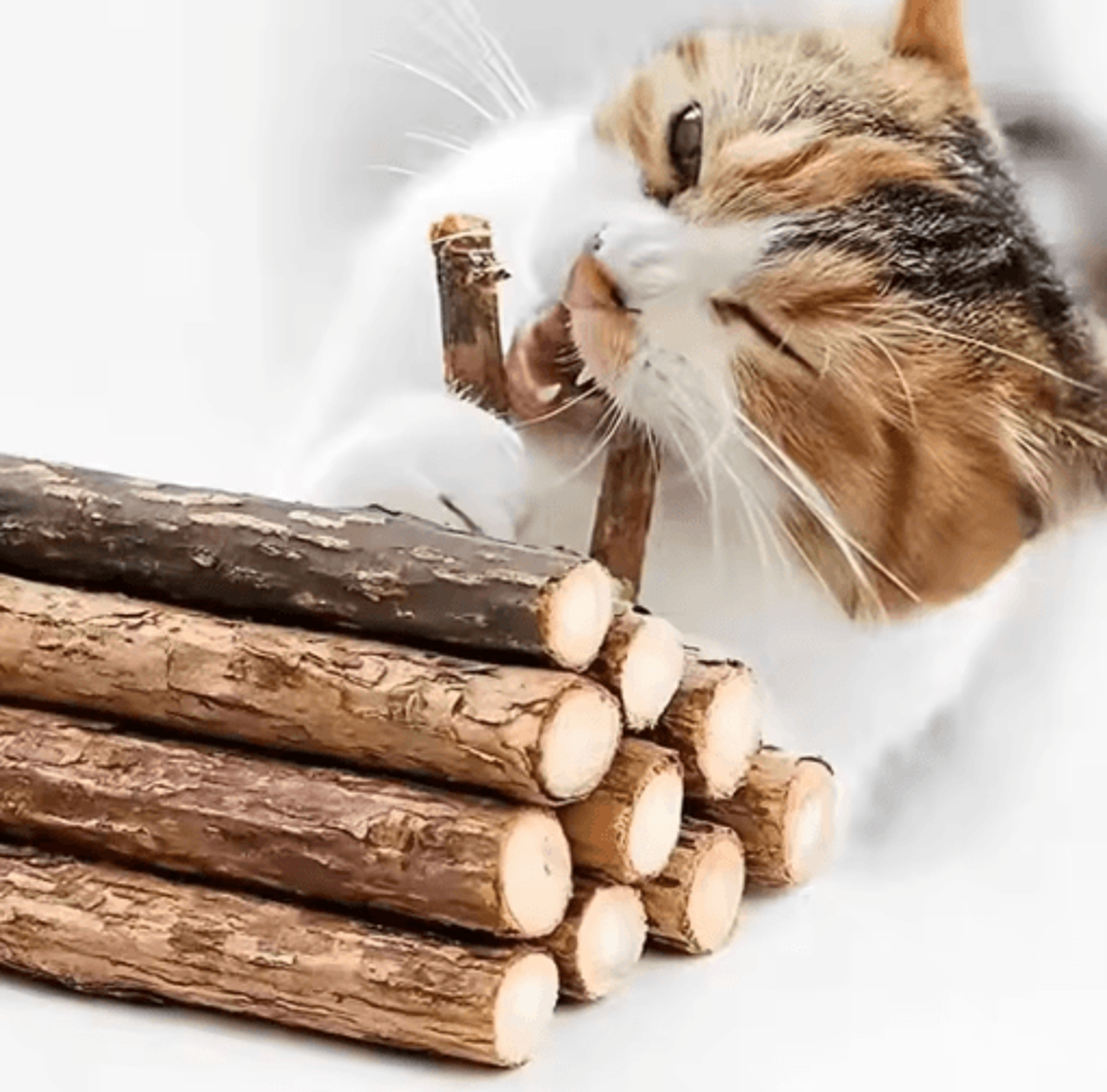 naturechew catnip molar sticks for dental care & play