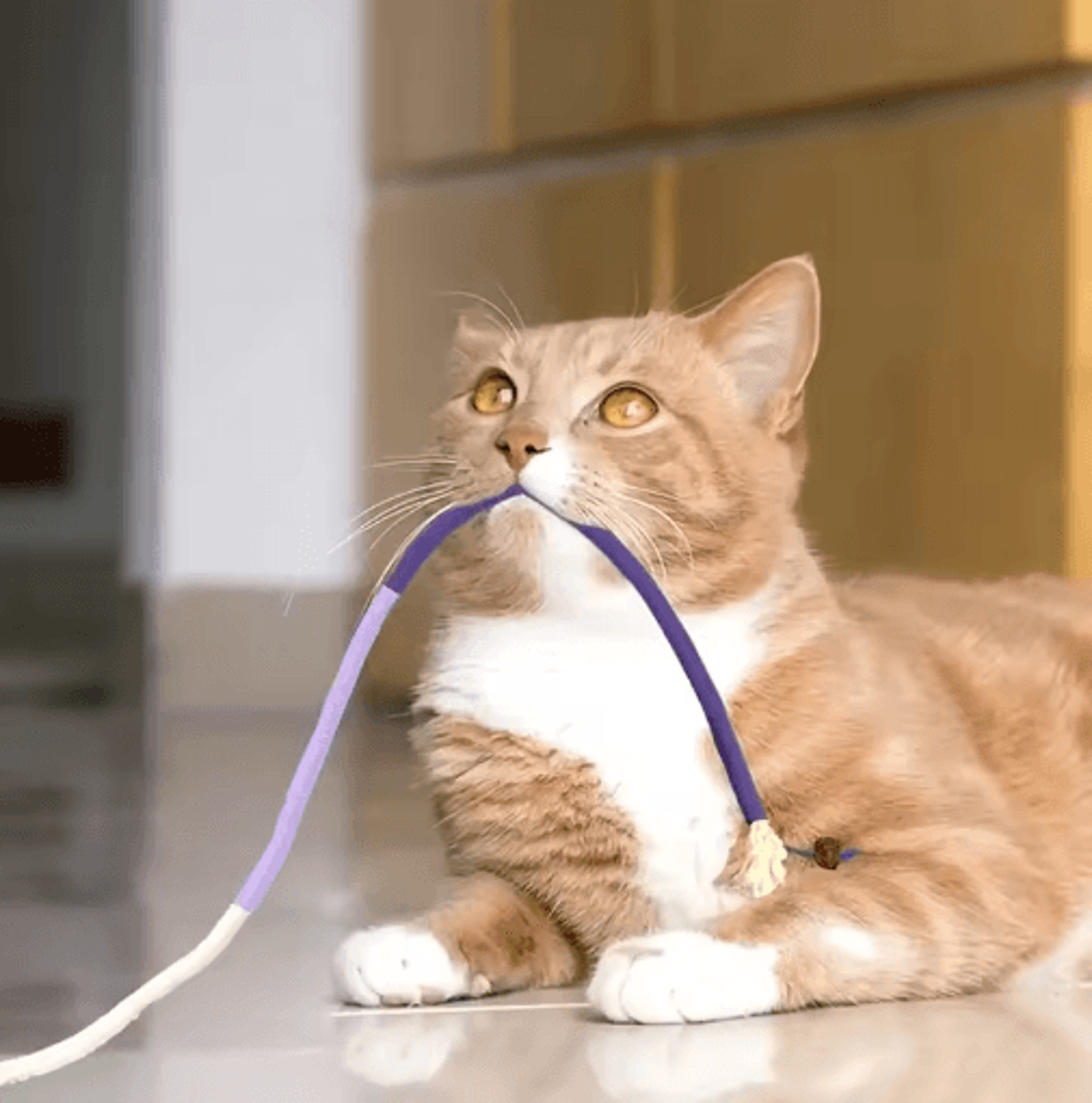 silverchew interactive silvervine cat teaser rope toy for dental care & play