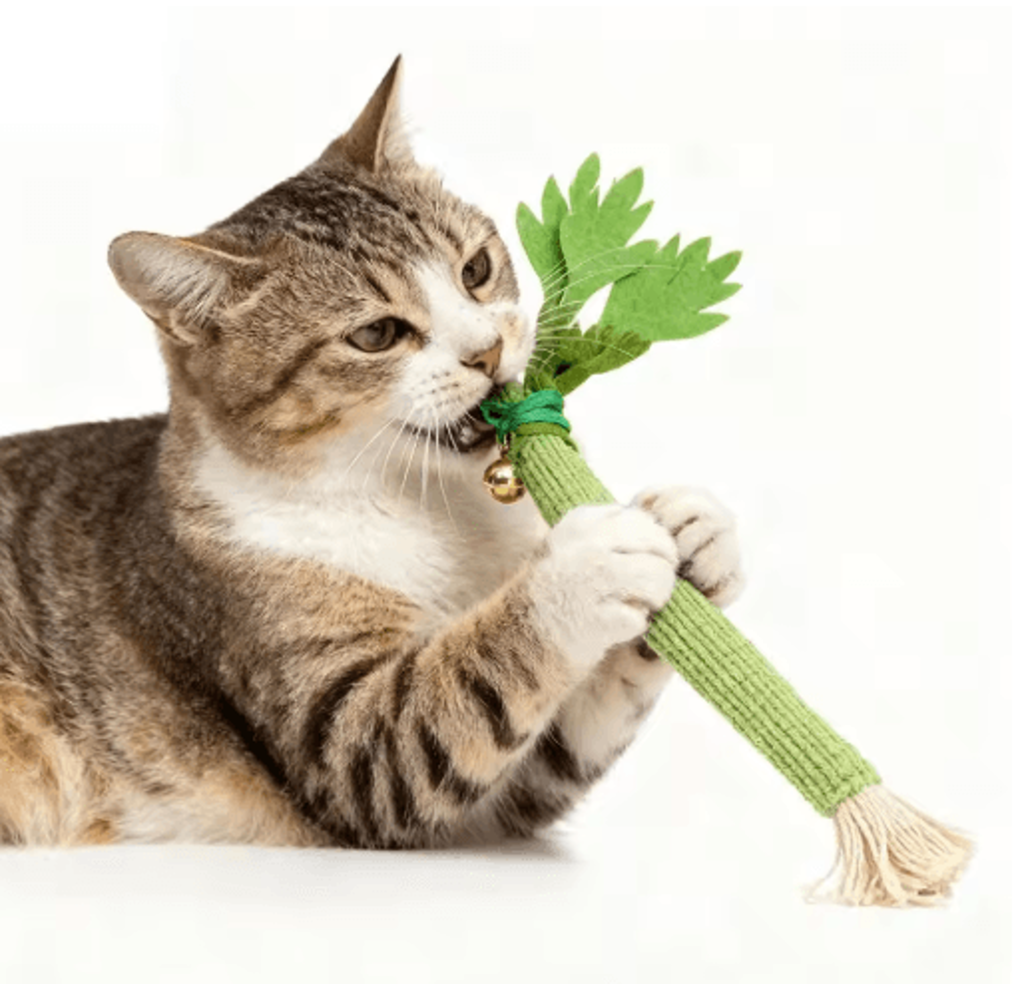 catnip celery chew stick cat toy for teeth cleaning and interactive play