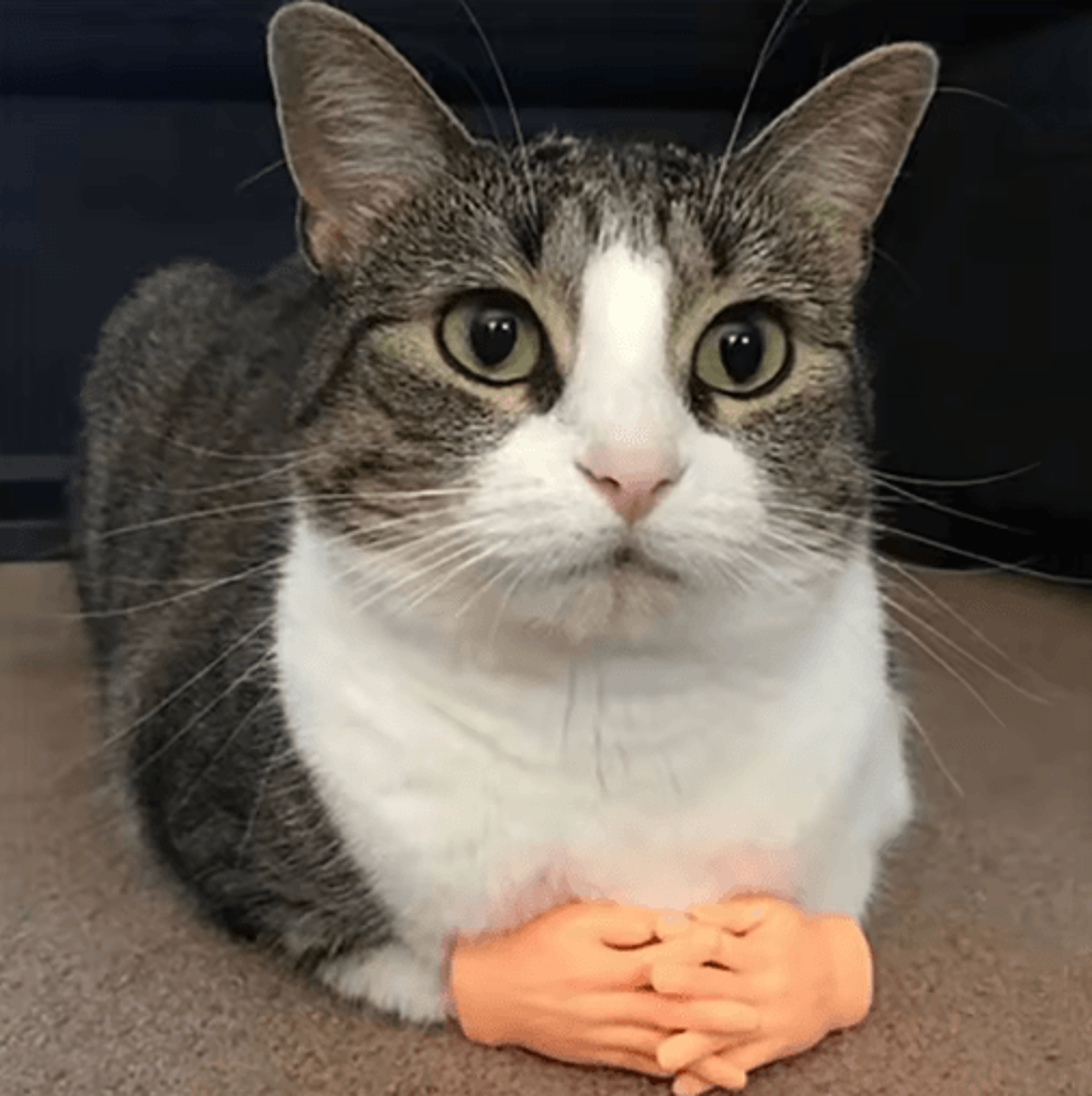 mini silicone finger gloves cat massage toy for interactive play & fun bonding