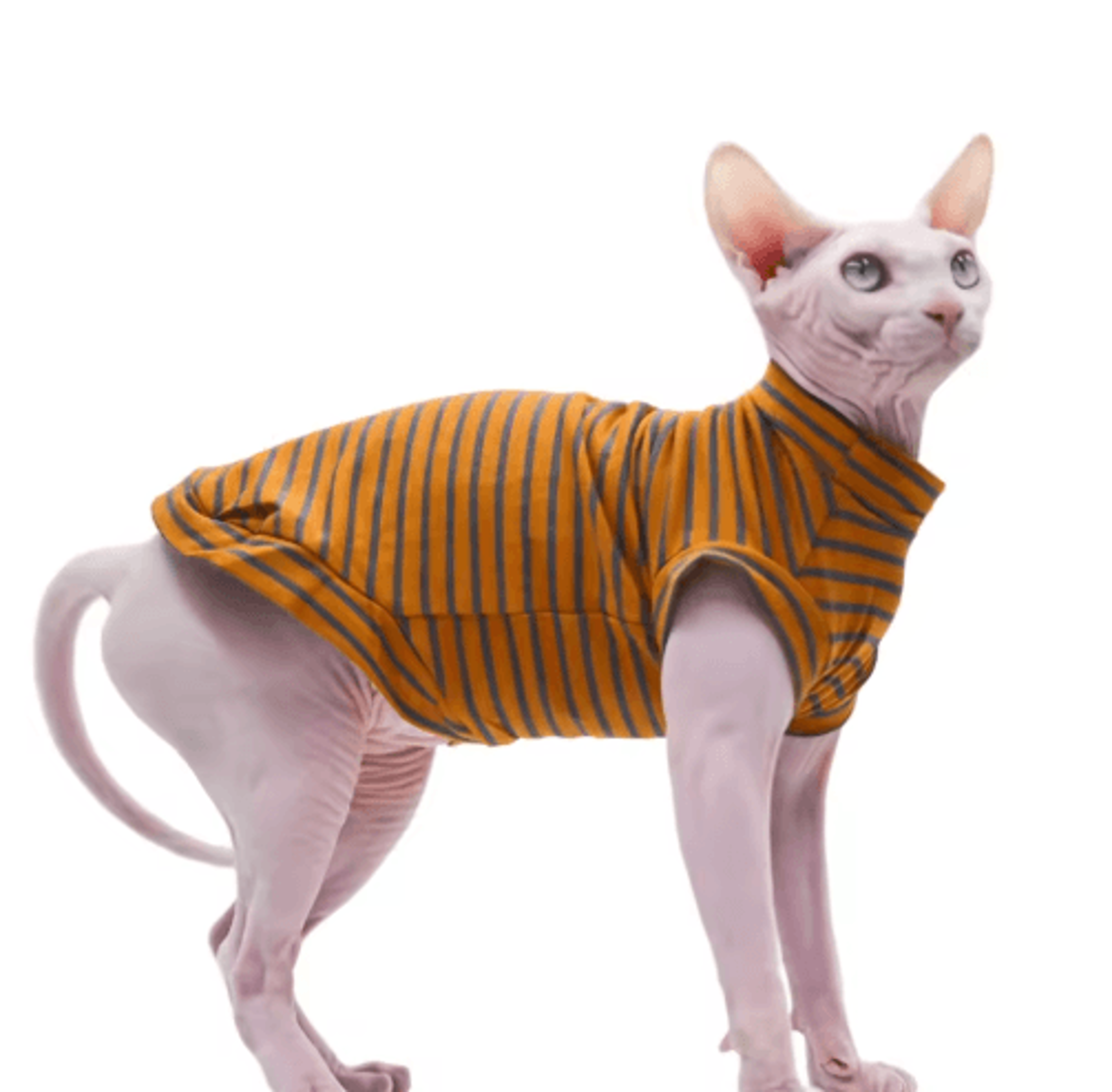 breathable cotton summer vest for sphynx & hairless cats