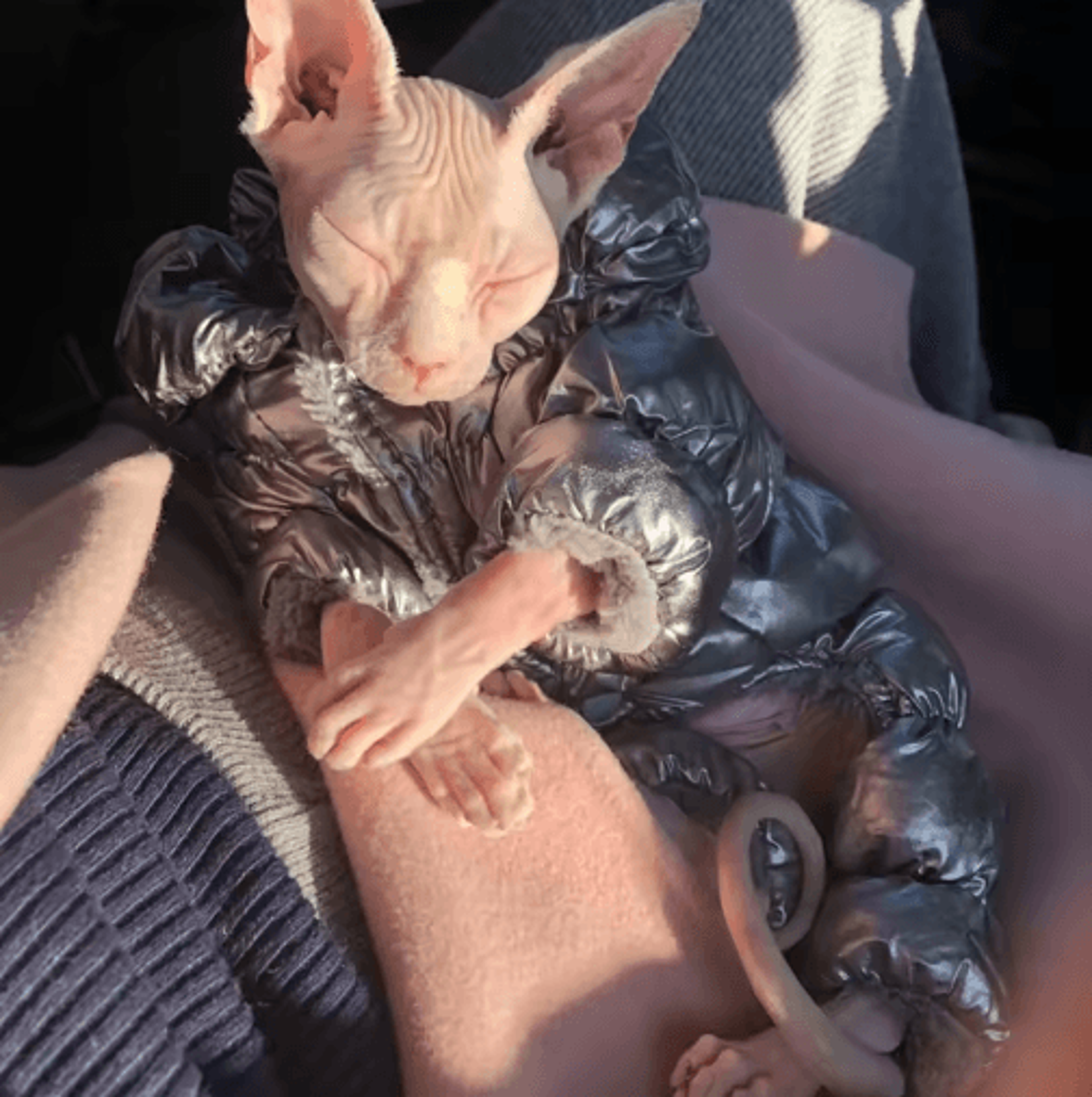 warm sphynx cat jumpsuit – soft winter pajamas & full-body cat onesie