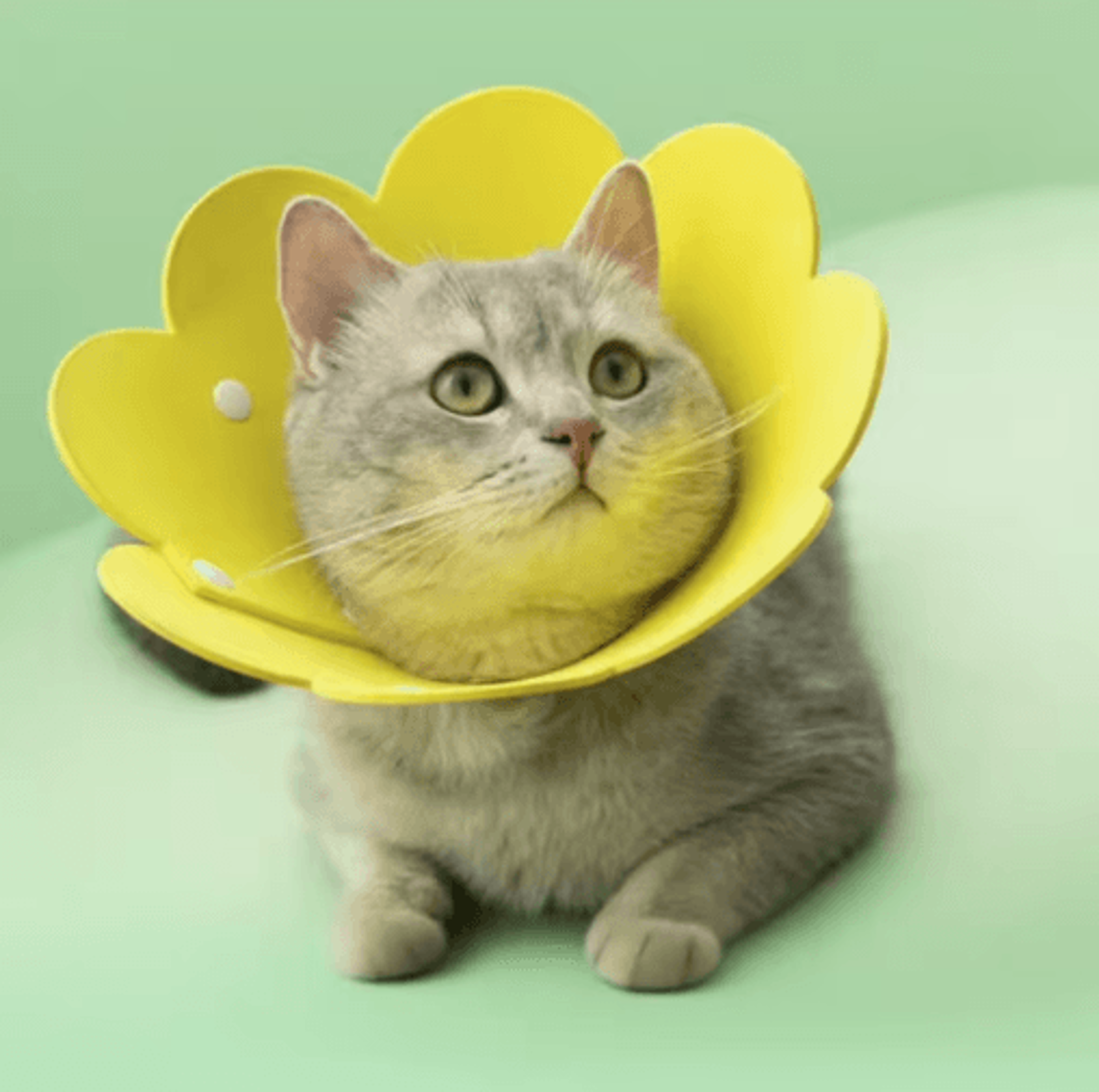 flower recovery collar for cats & dogs – adjustable protective healing cone