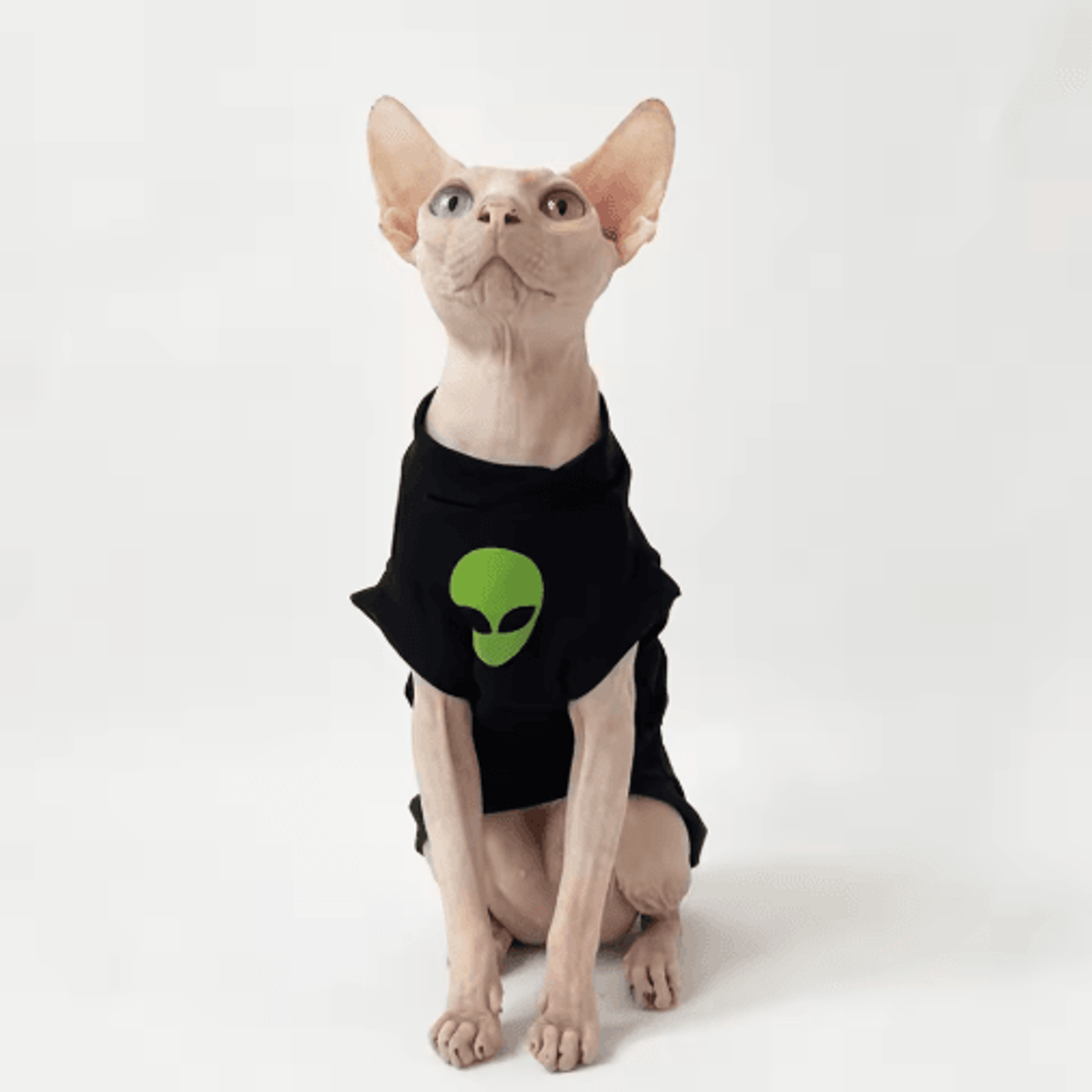 fashion sphynx cat cotton coat – soft striped winter t-shirt for sphynx & devon rex cats