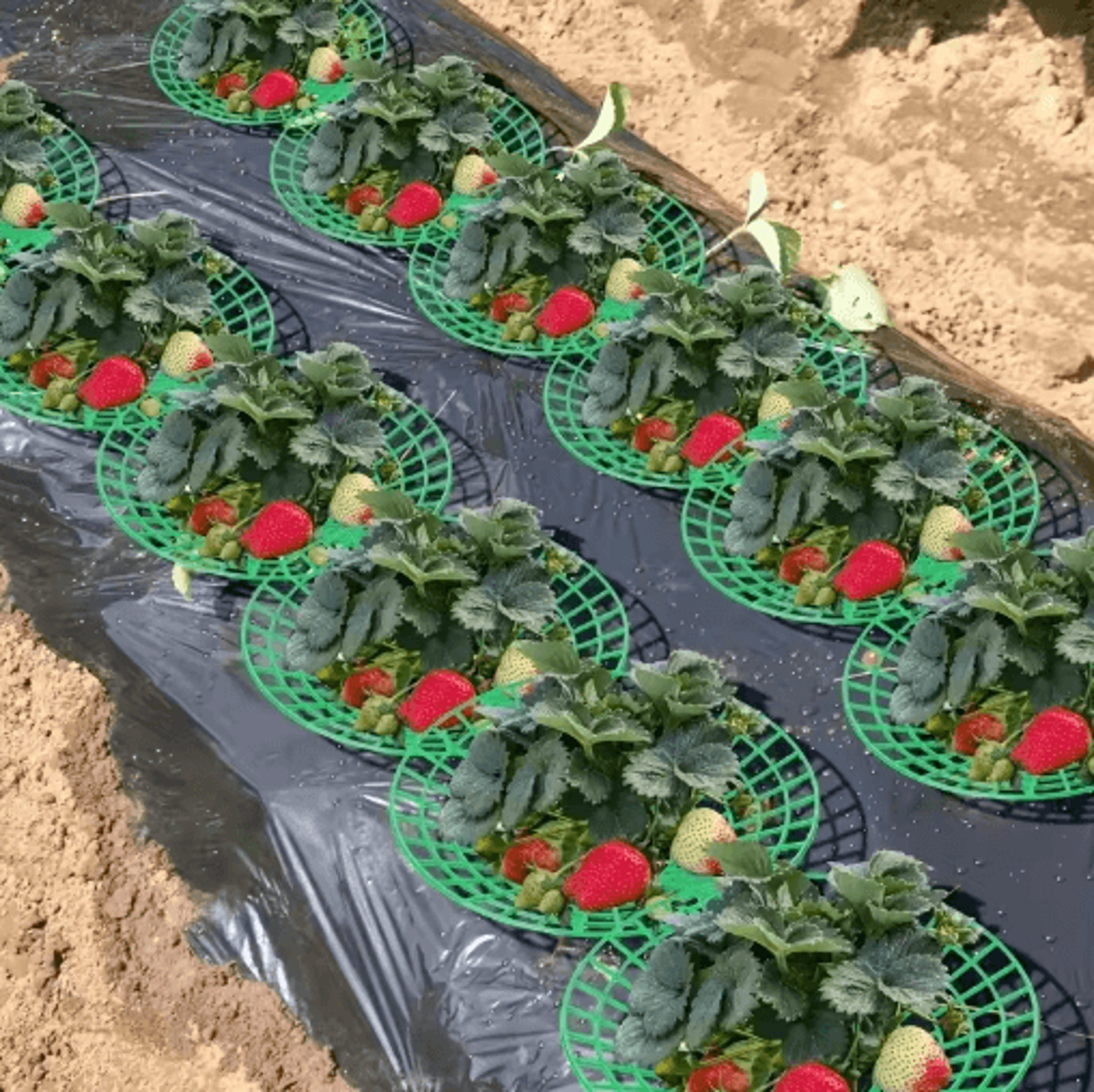 6/12-piece strawberry plant support cages