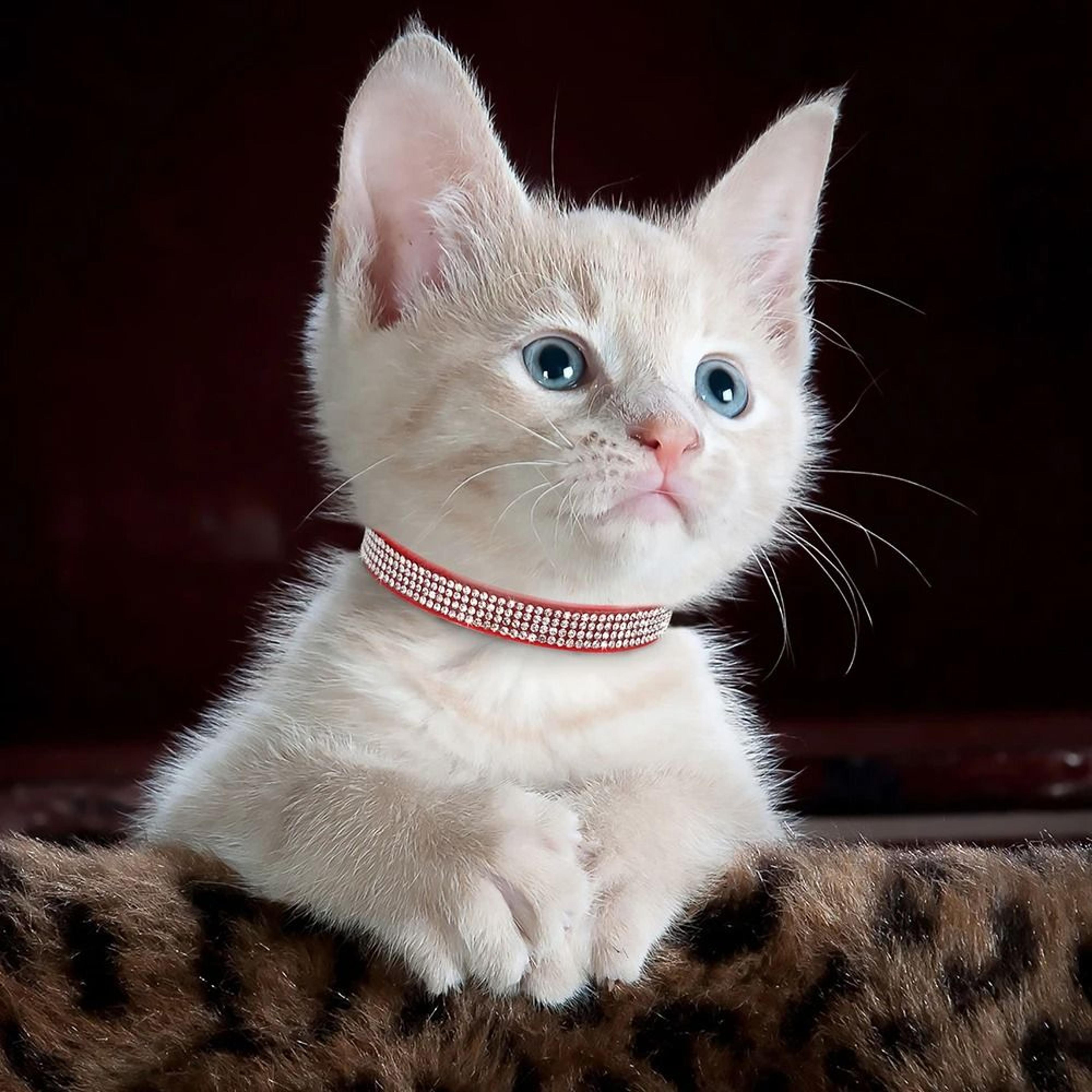 suede leather rhinestone cat collar with bell breakaway