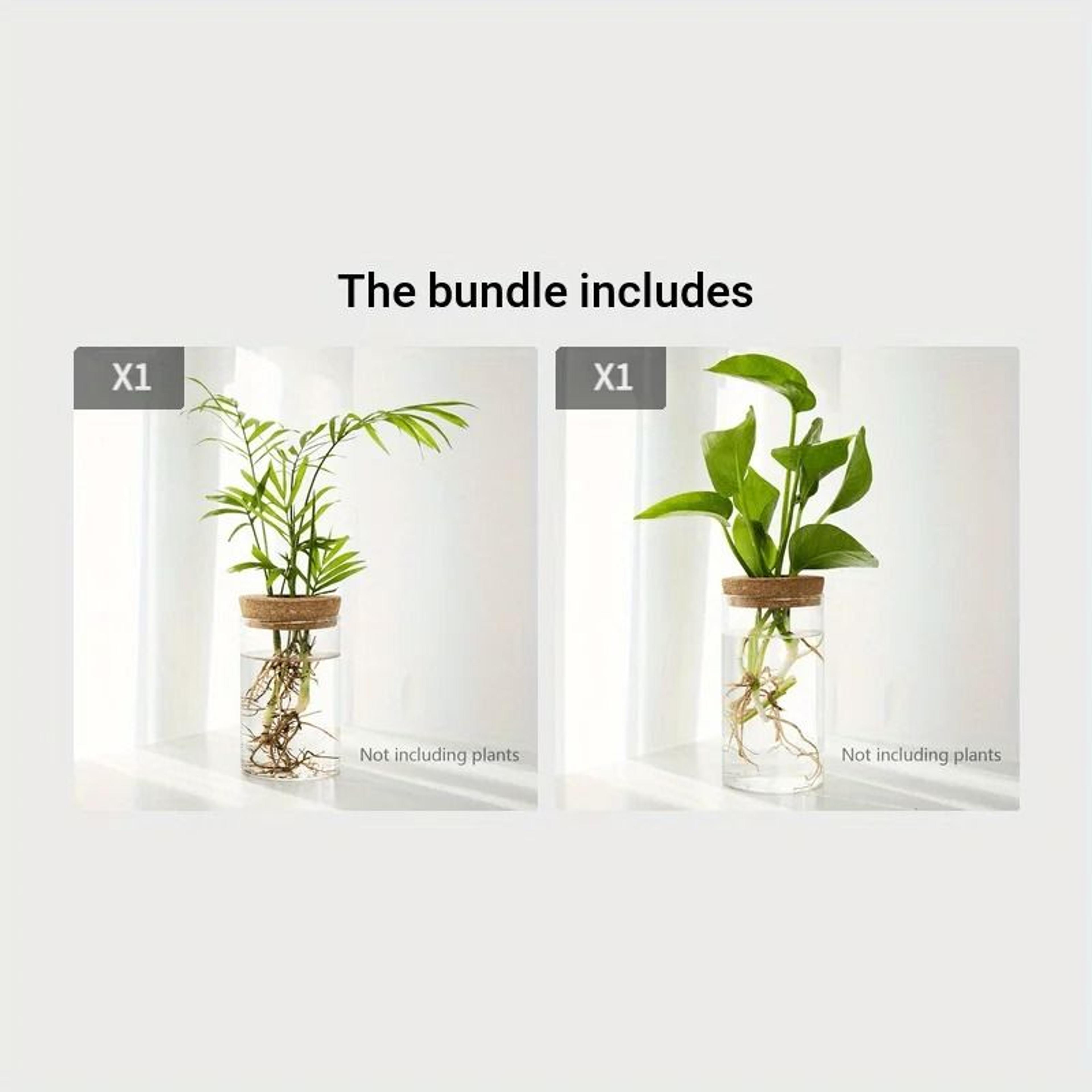 desktop hydroponic plant propagation glass vase