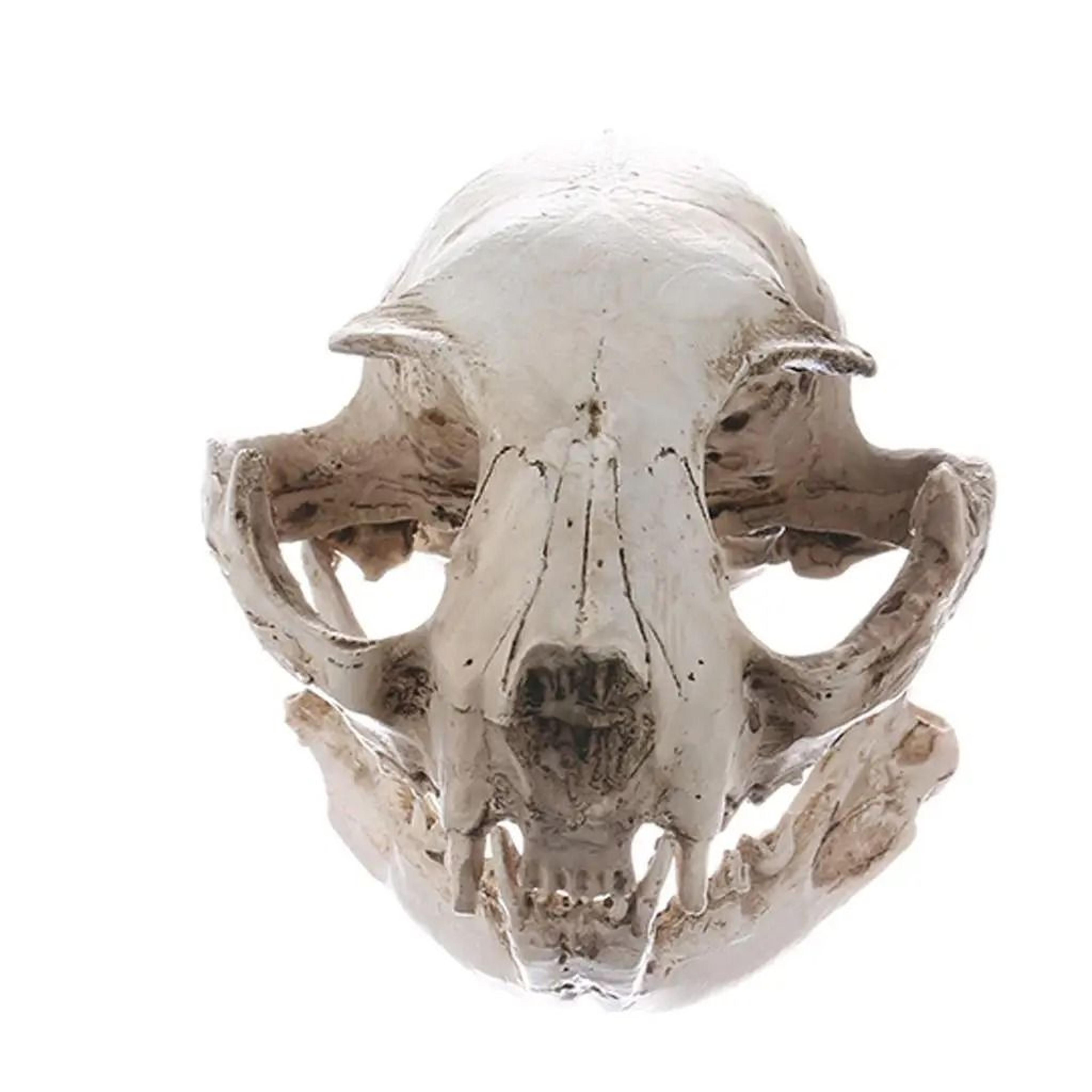 cat skull model animal skull replica realistic anatomy teaching decor ornament